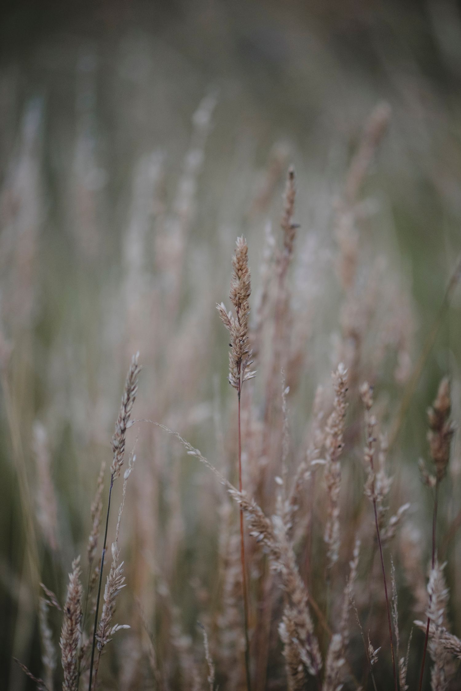 Botanical Photography - Beauty in Plants - Nature Photography
