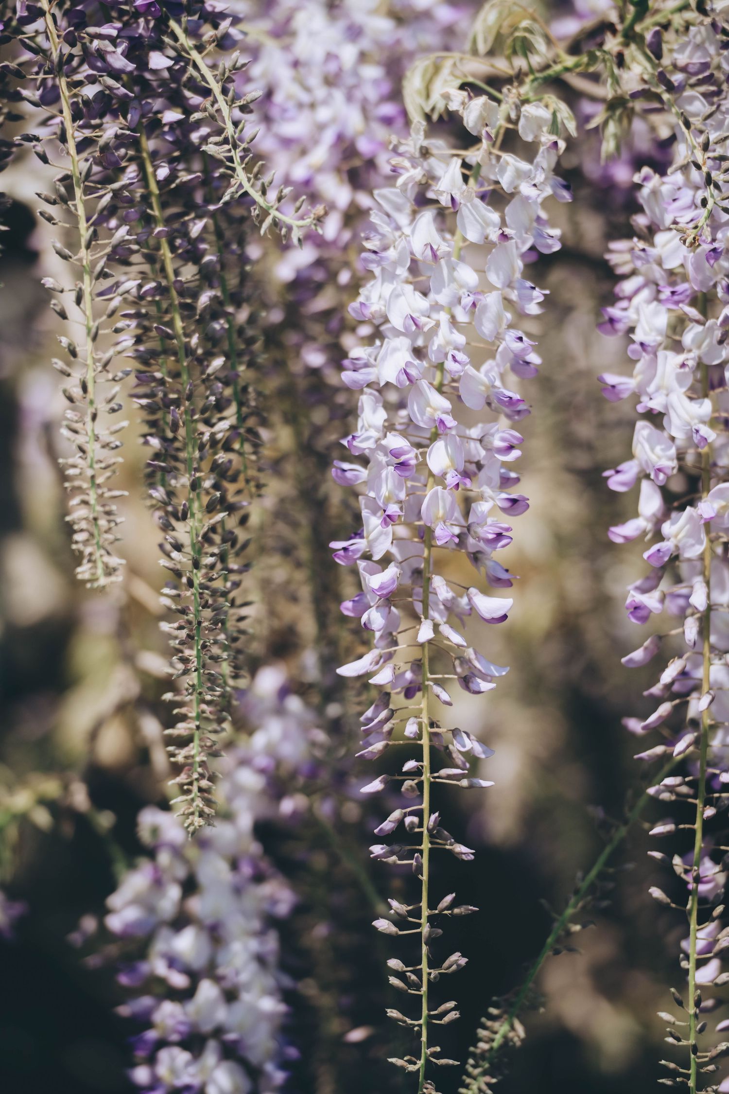 Botanical Photography - Beauty in Plants - Nature Photography
