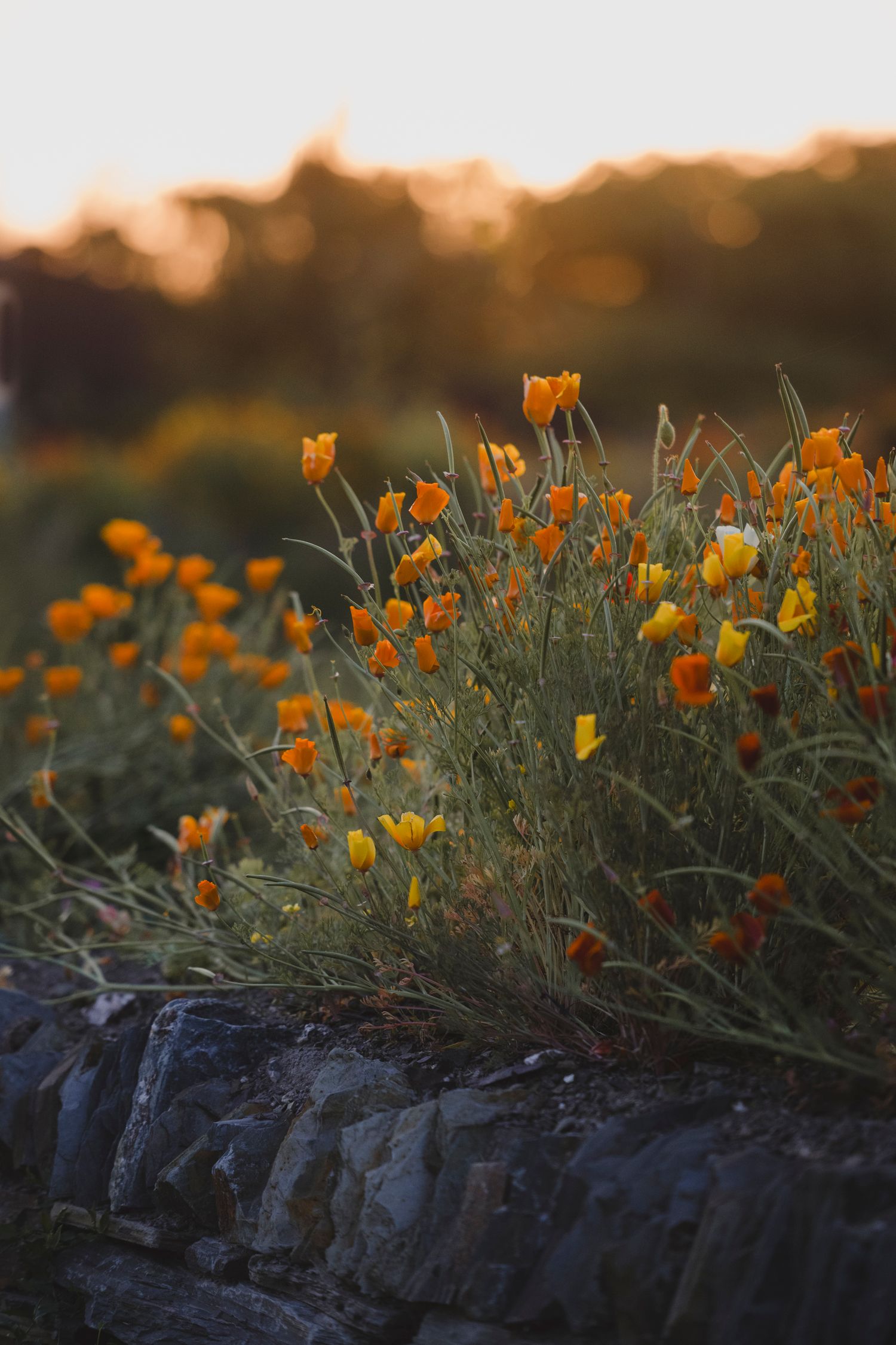 Garden Landscape Photography - Darren Hawkes Garden Design - Koto at the Point Polzeath