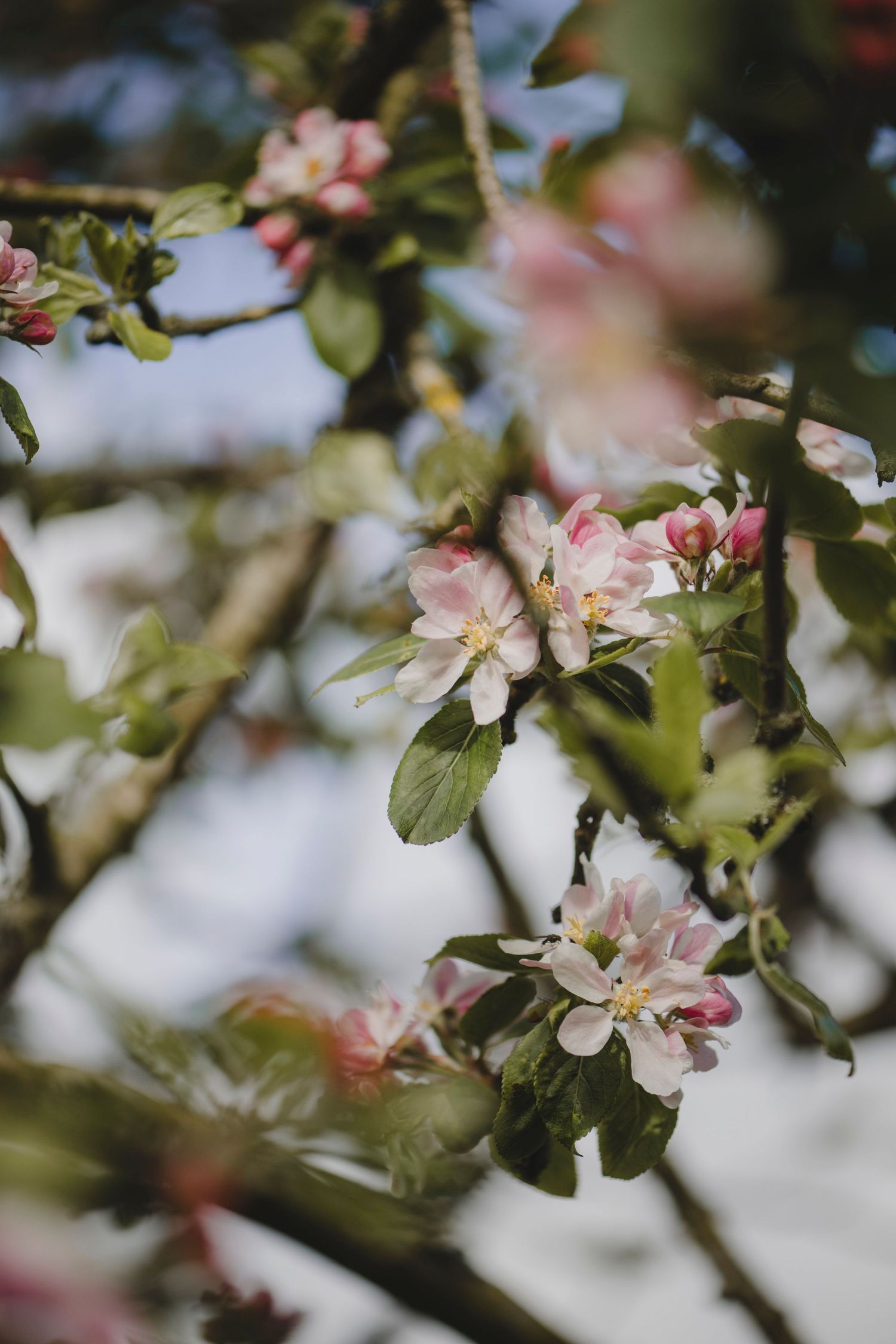 Botanical Photography - Beauty in Plants - Nature Photography