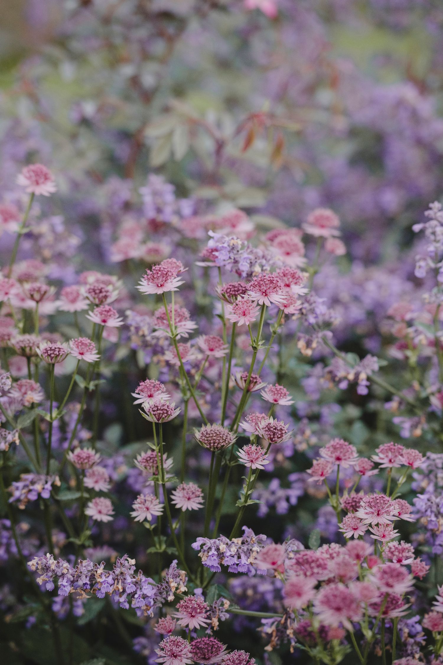 Garden Landscape Photography - Darren Hawkes Garden Design