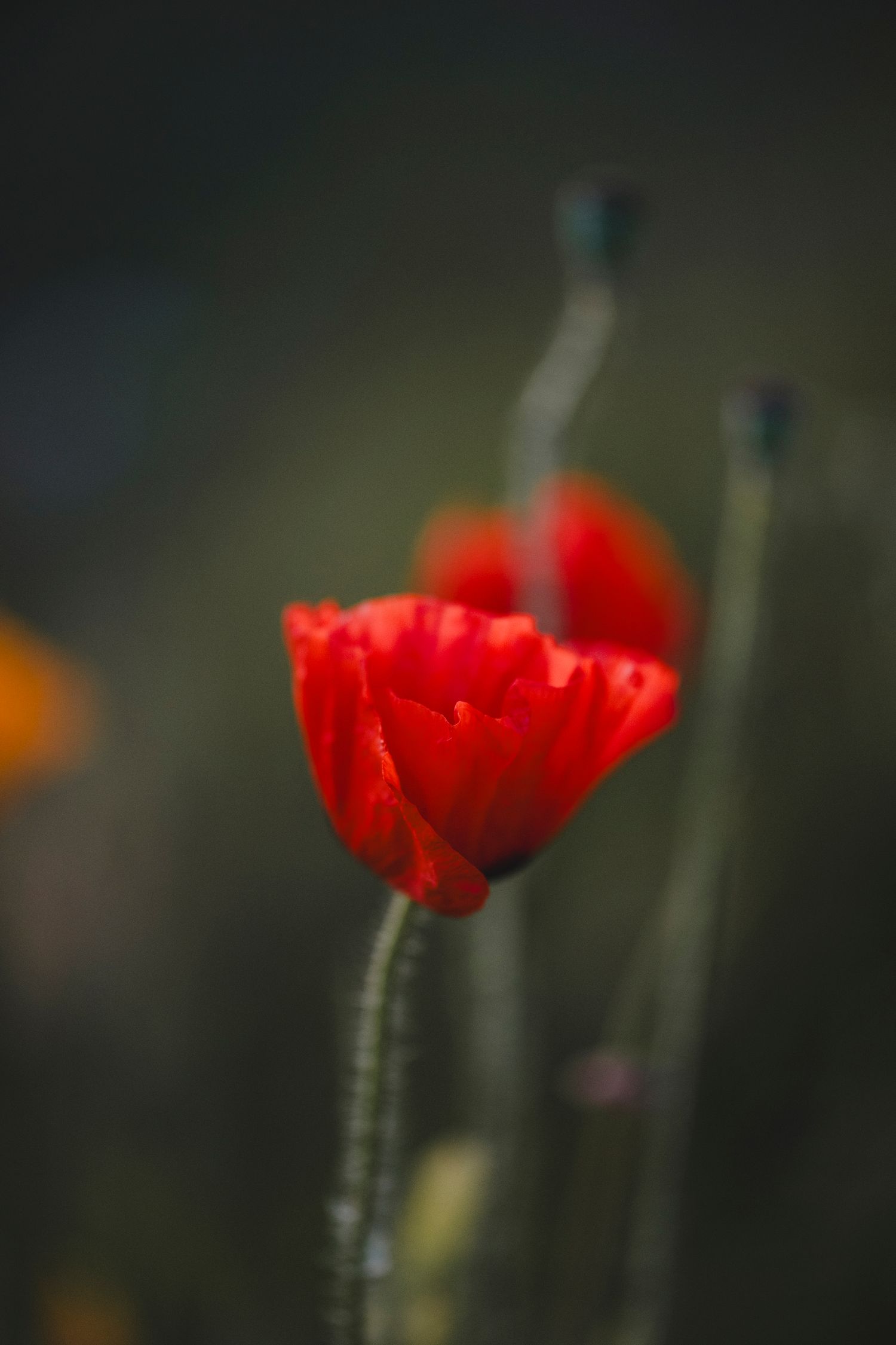 Garden Landscape Photography - Darren Hawkes Garden Design - Koto at the Point Polzeath