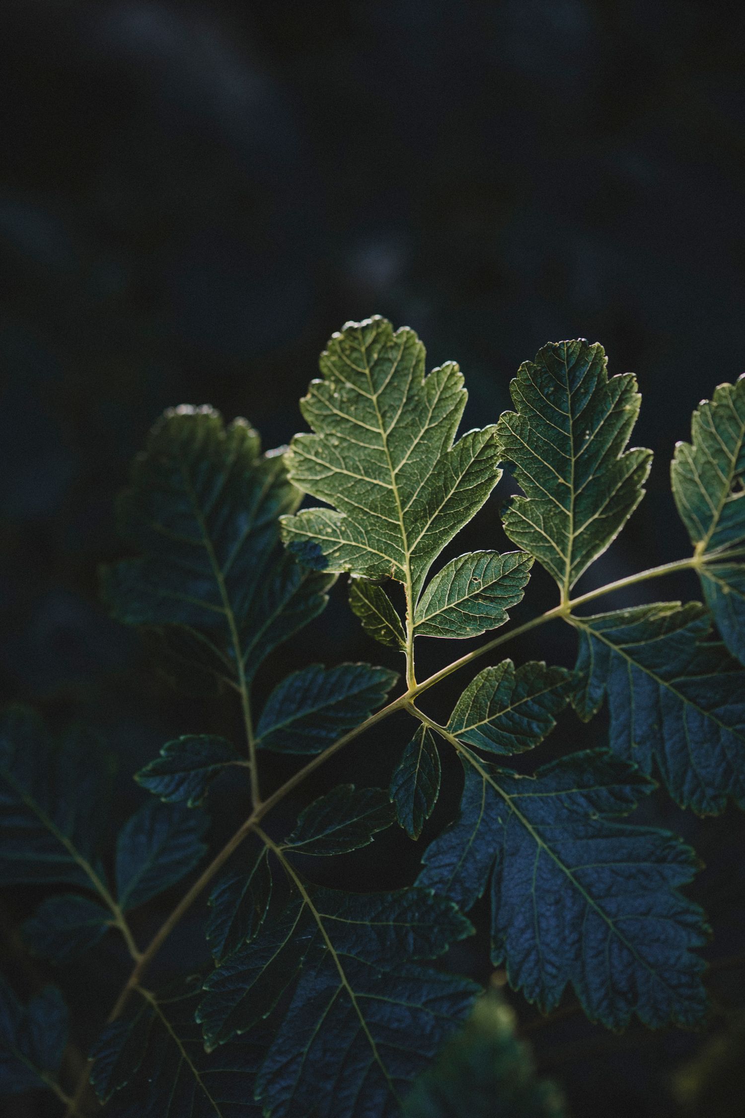 Garden Landscape Photography - Darren Hawkes Garden Design