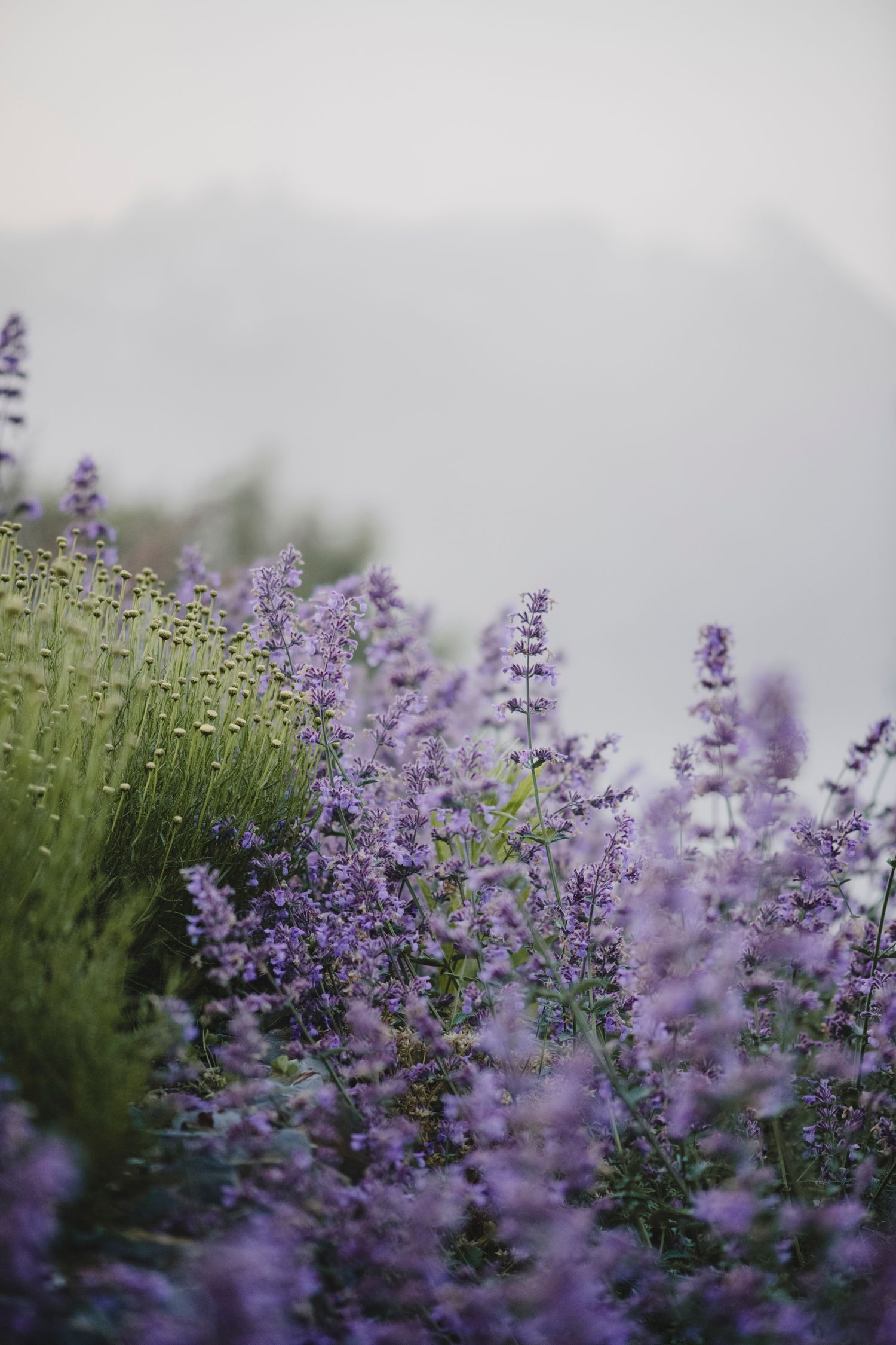 Garden Landscape Photography - Darren Hawkes Garden Design