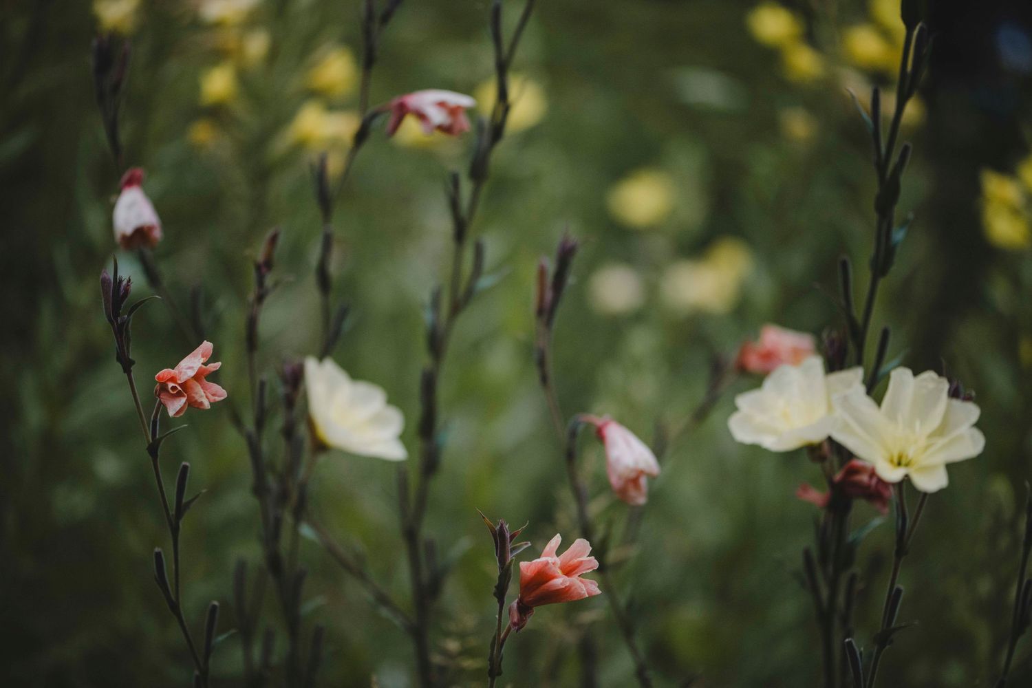 Garden Landscape Photography - Darren Hawkes Garden Design
