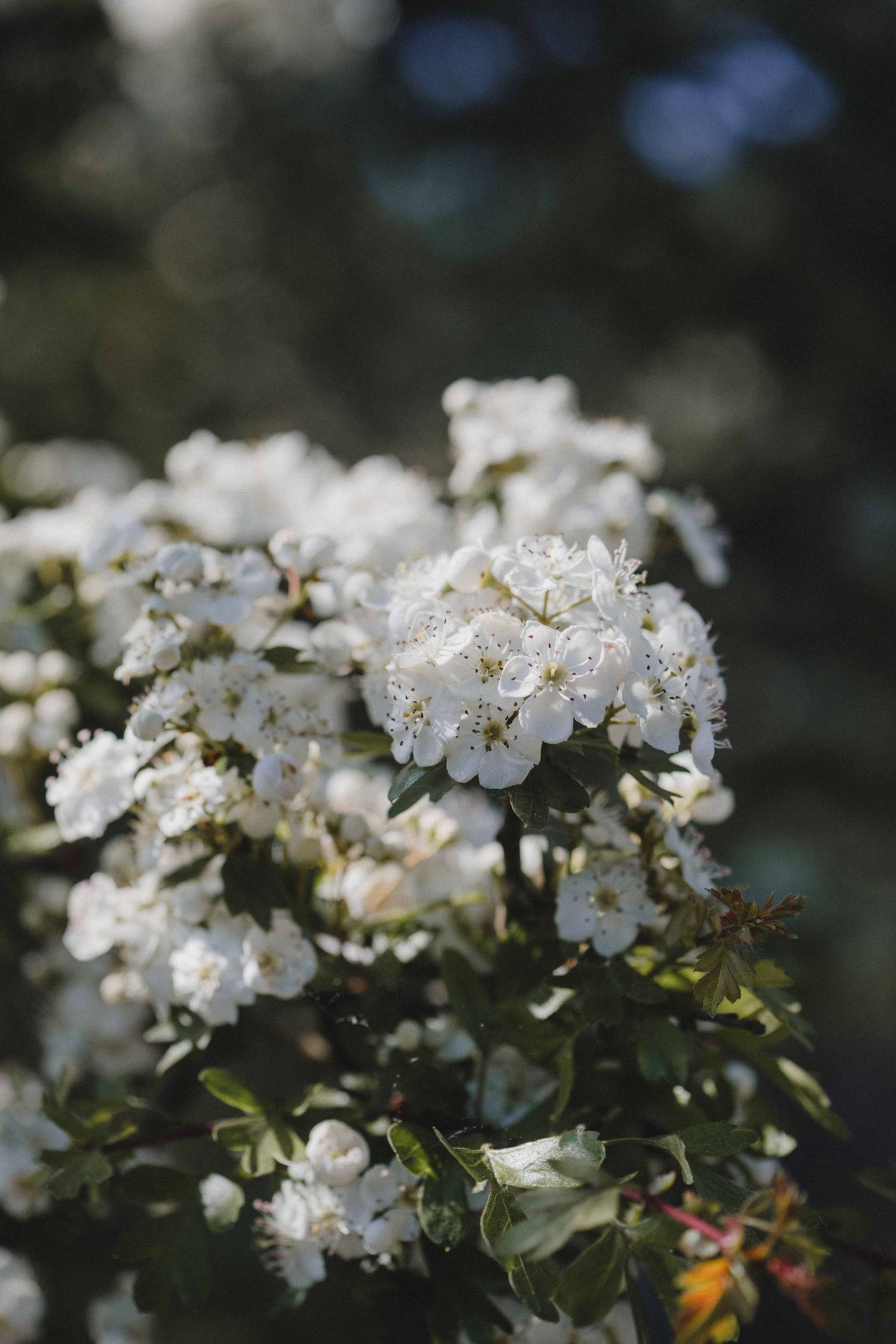 Botanical Photography - Beauty in Plants - Nature Photography