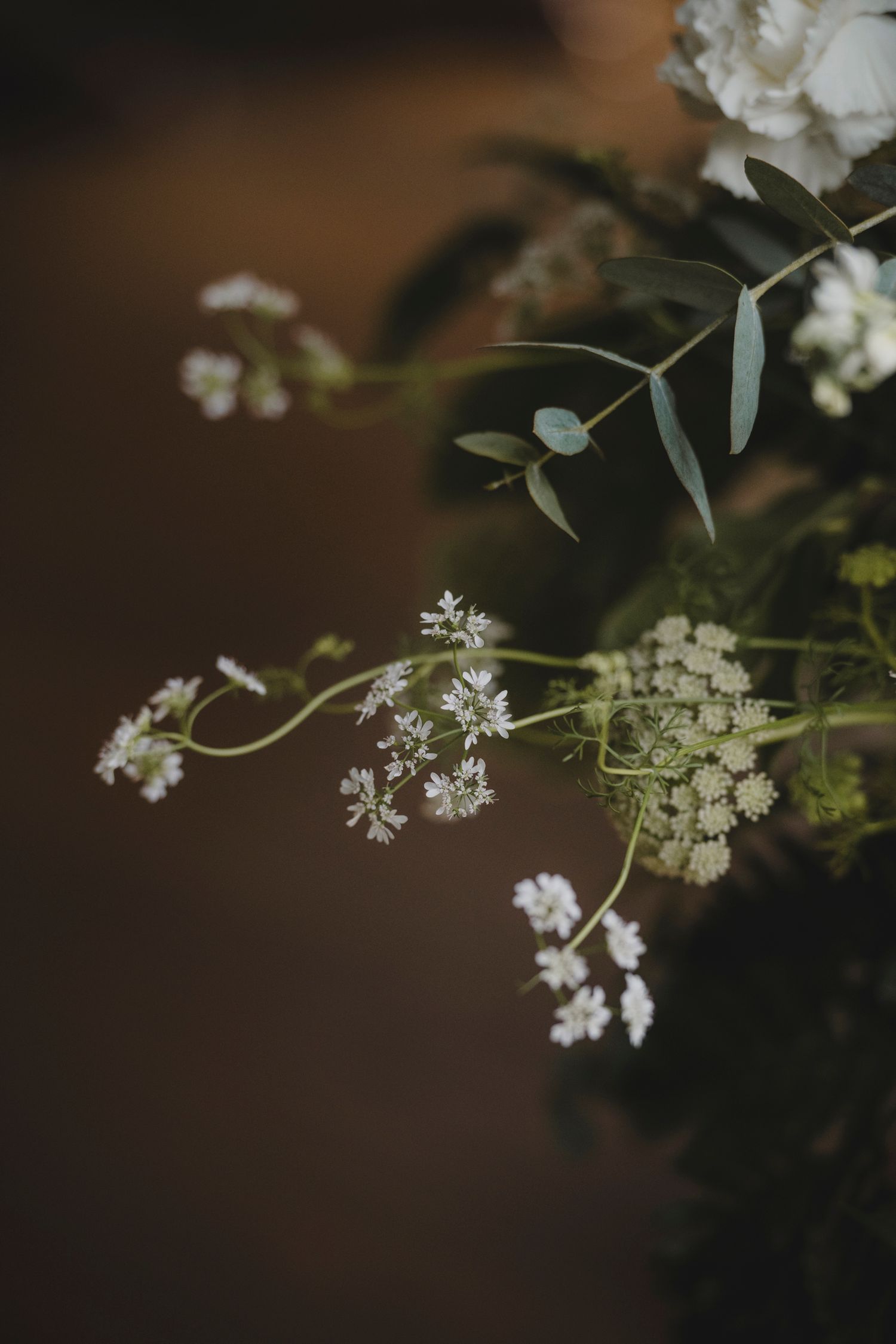 Botanical Photography - Beauty in Plants - Nature Photography