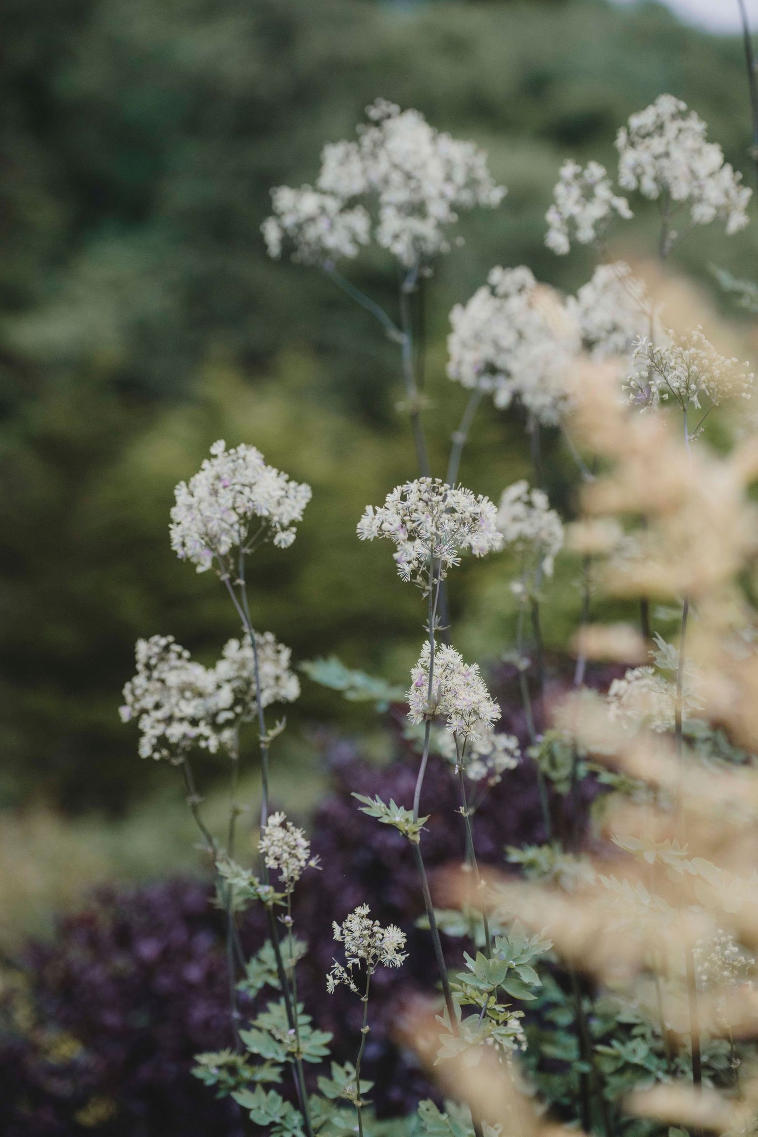 Garden Landscape Photography - Darren Hawkes Garden Design