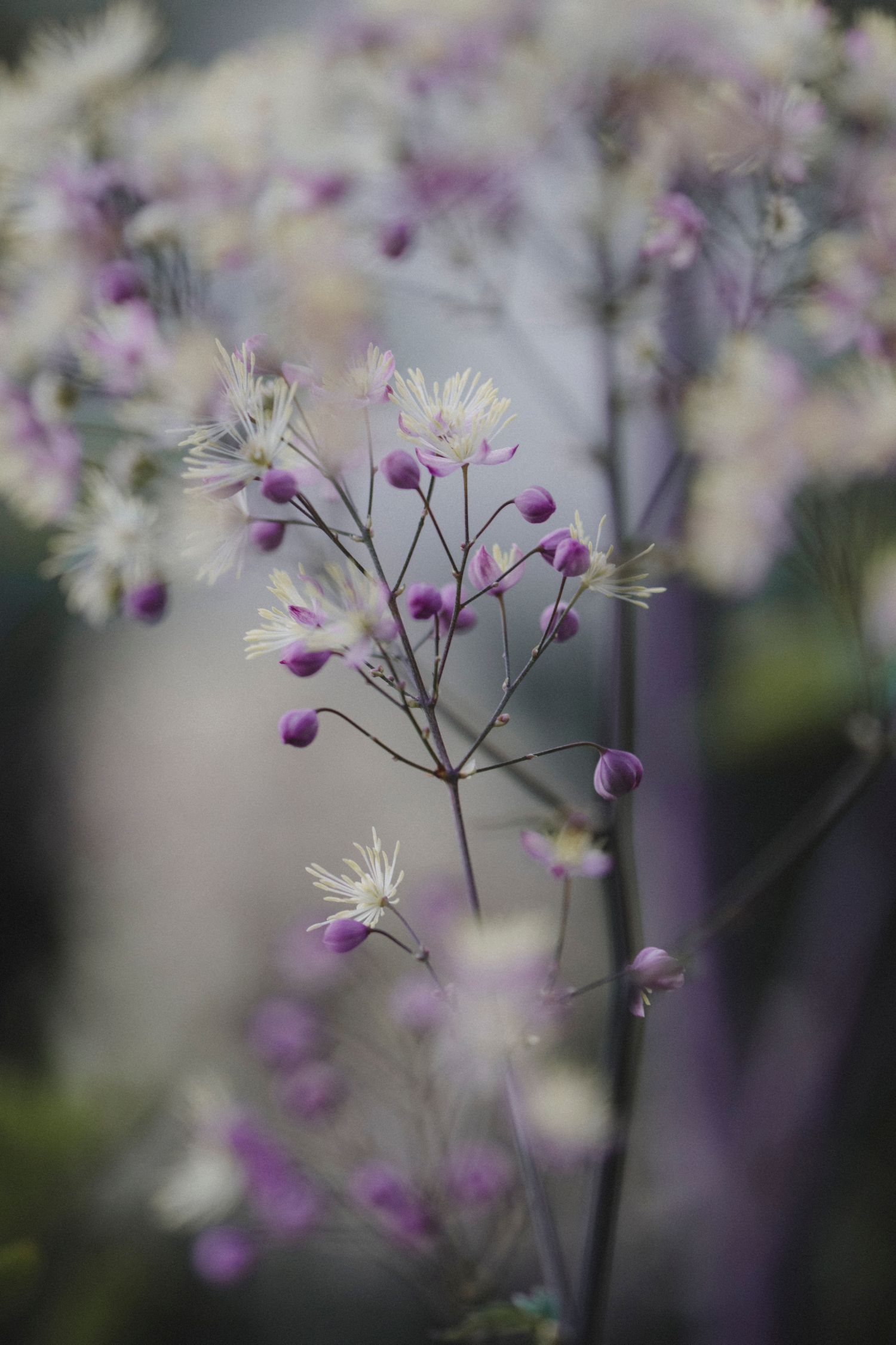 Garden Landscape Photography - Darren Hawkes Garden Design