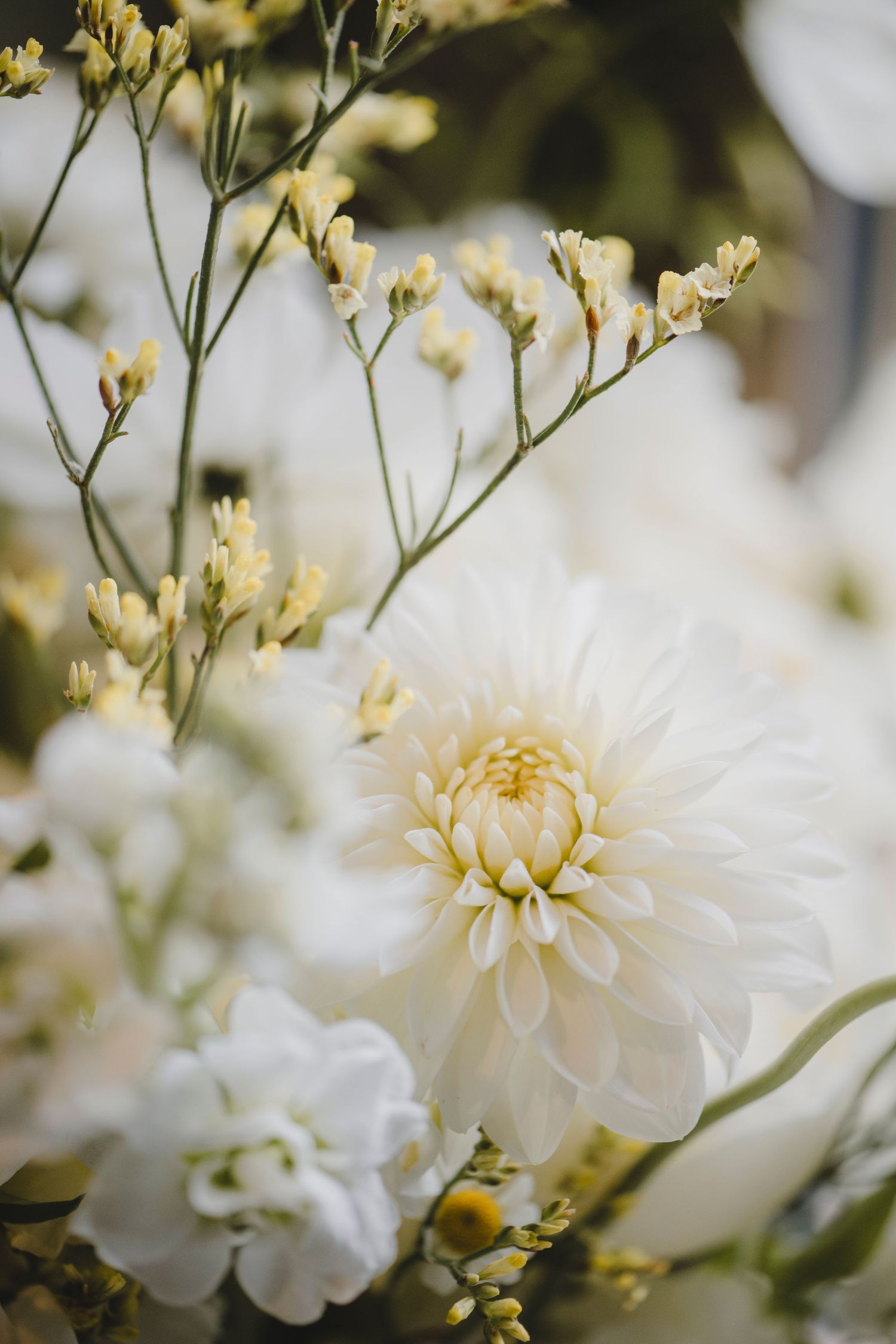 Botanical Photography - Beauty in Plants - Nature Photography