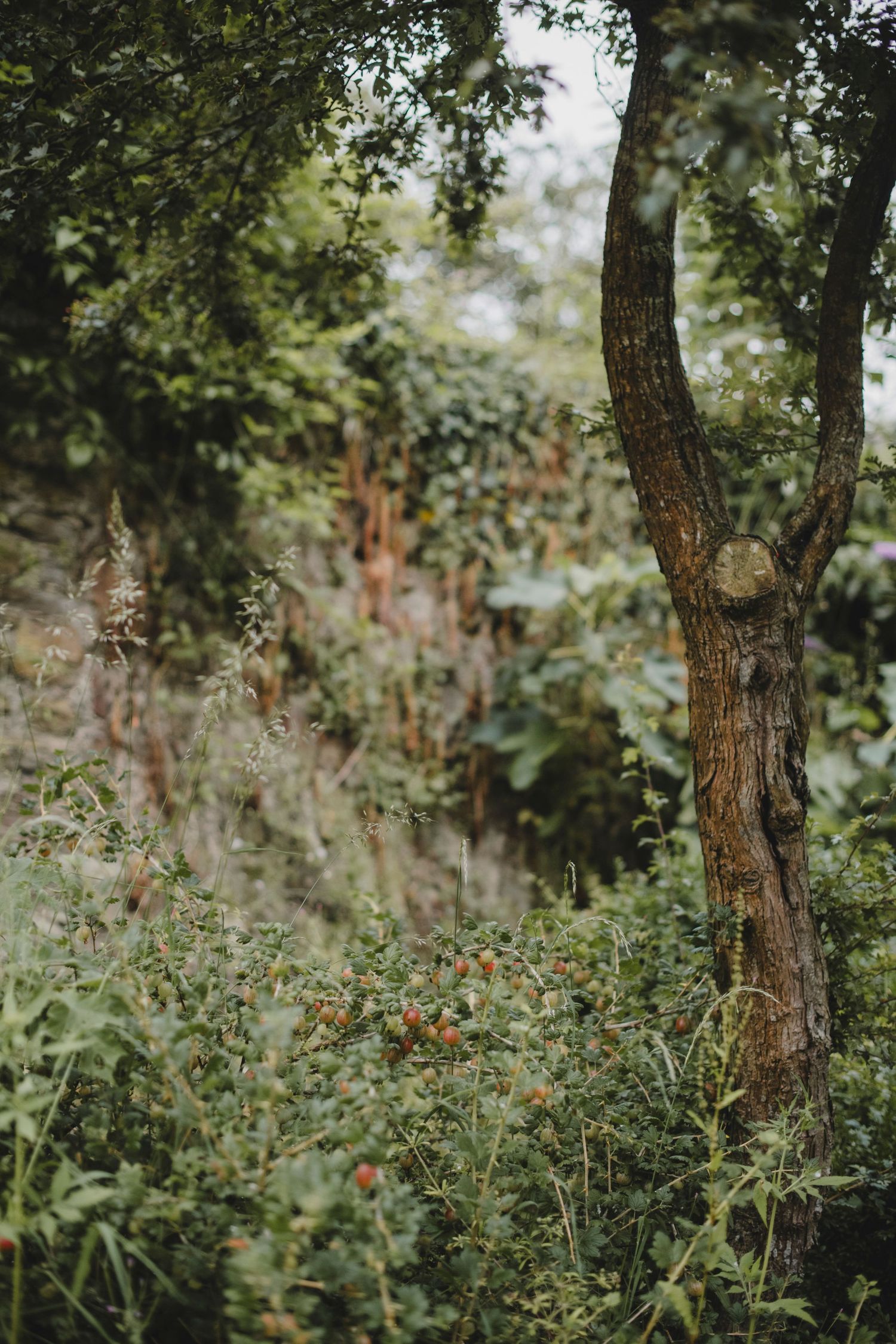 Garden Landscape Photography - Darren Hawkes Garden Design