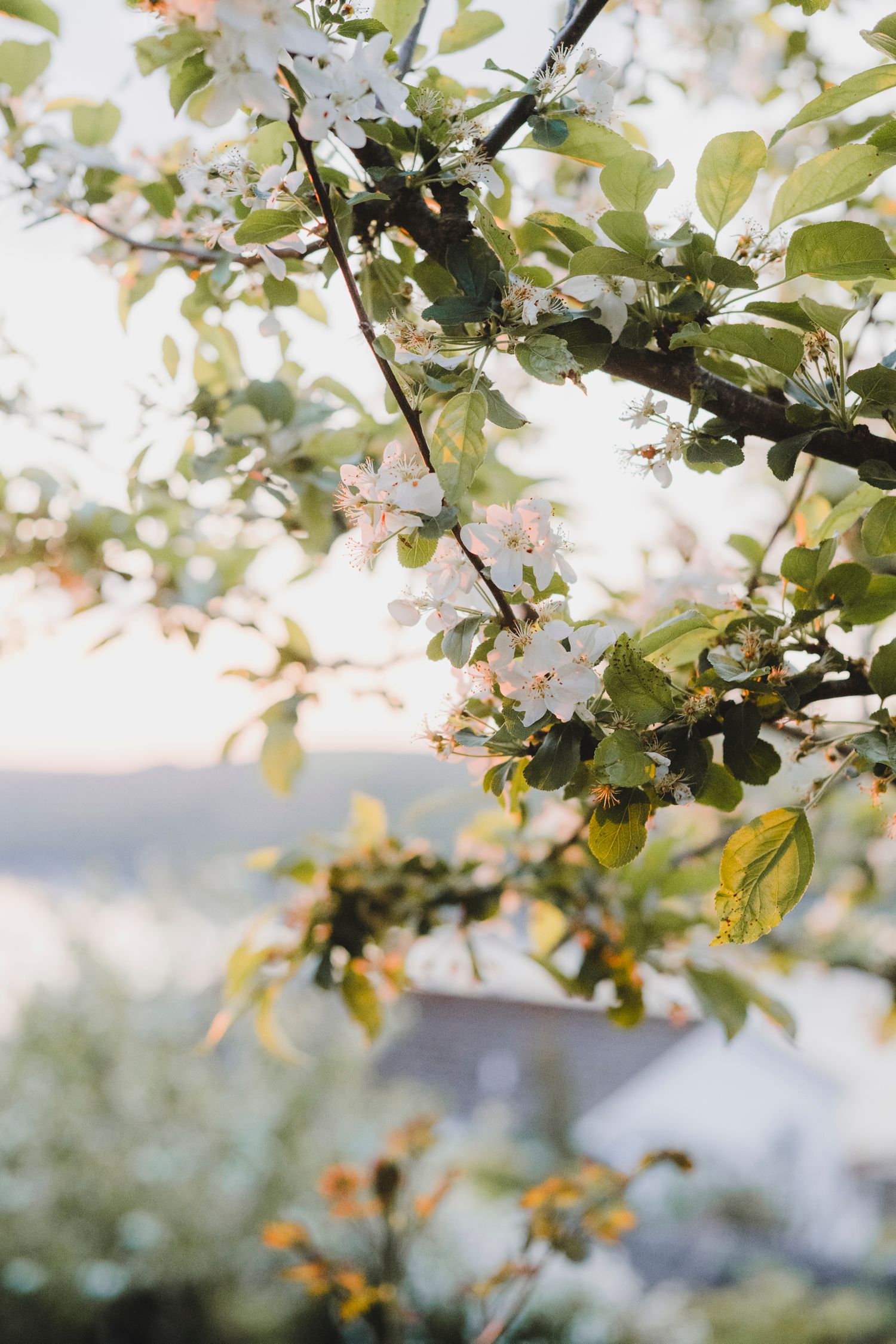 Garden Landscape Photography - Darren Hawkes Garden Design