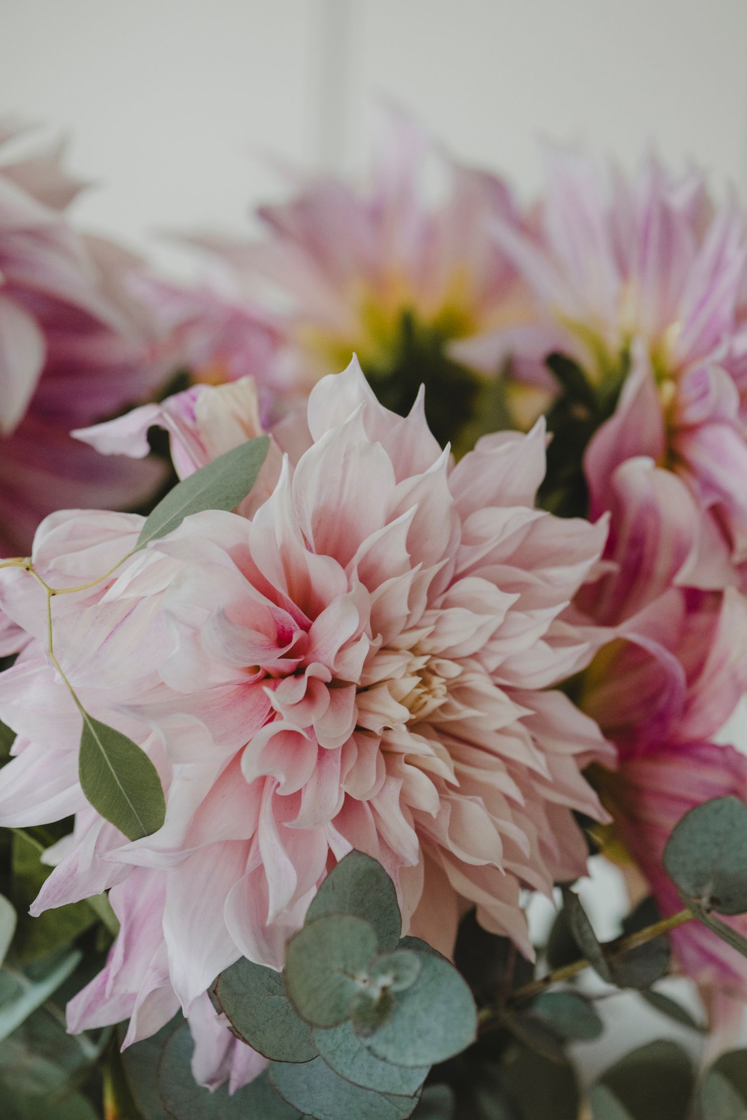 Botanical Photography - Beauty in Plants - Nature Photography