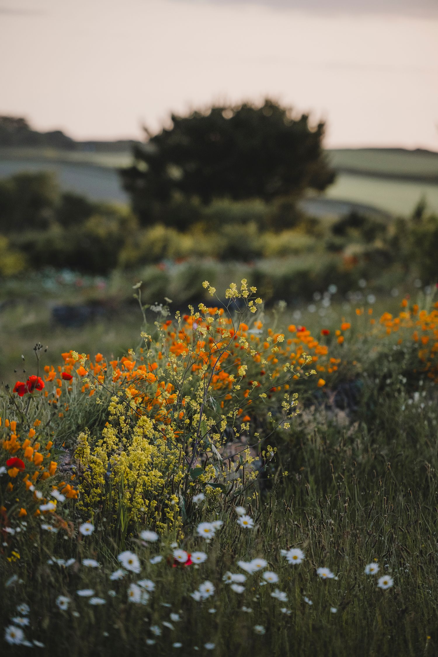 Garden Landscape Photography - Darren Hawkes Garden Design - Koto at the Point Polzeath