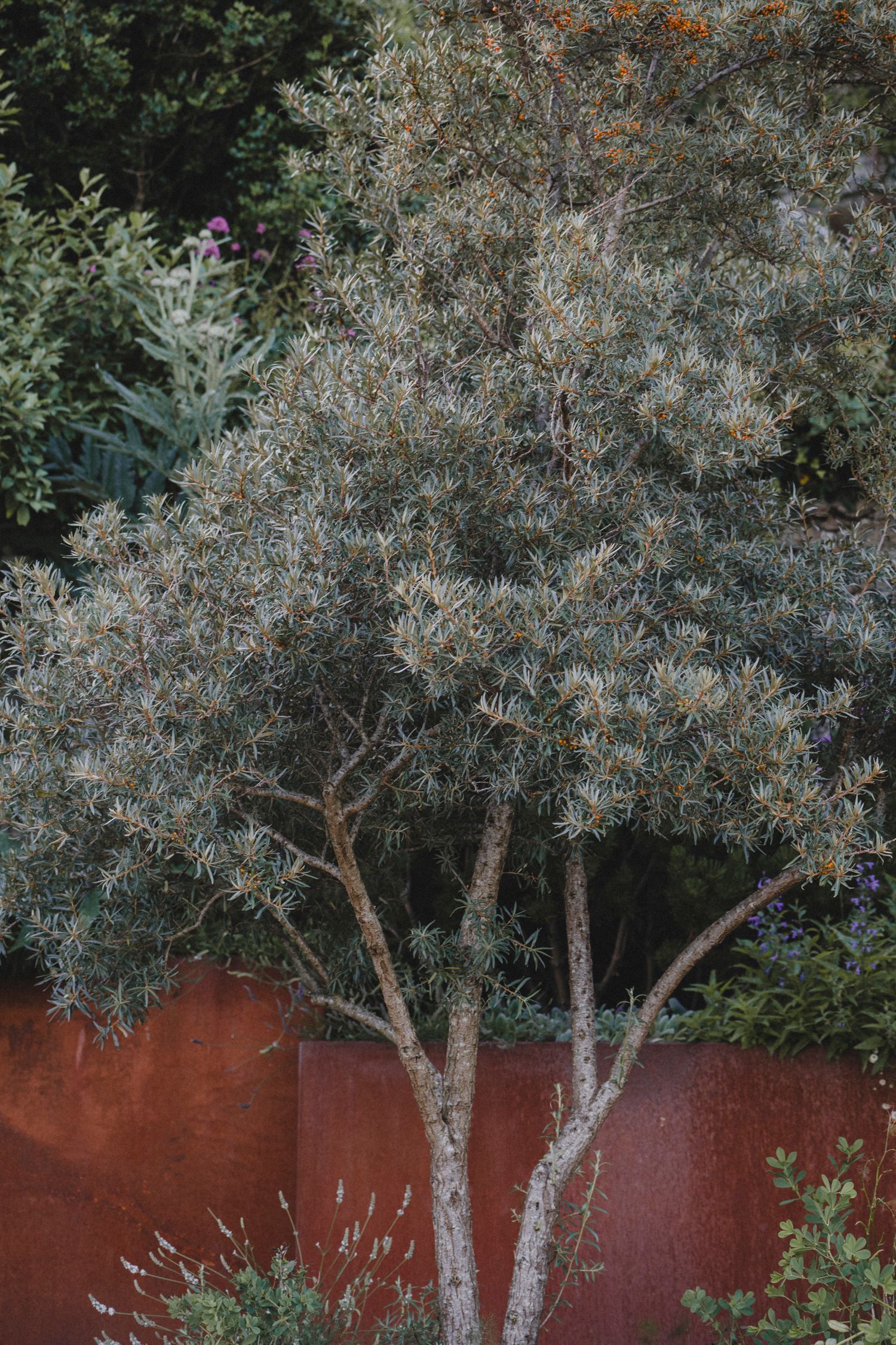 Garden Landscape Photography - Darren Hawkes Garden Design
