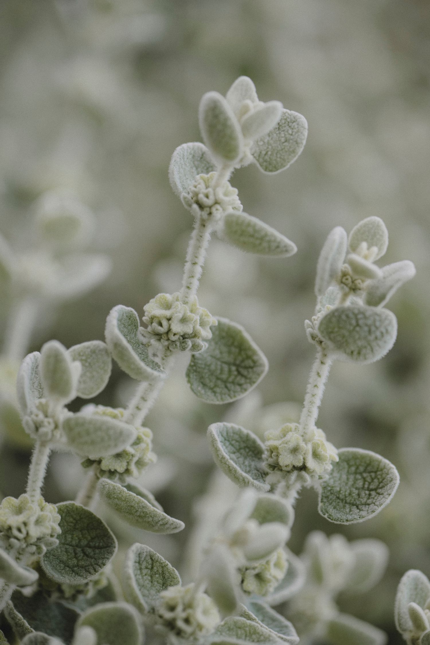 Garden Landscape Photography - Darren Hawkes Garden Design