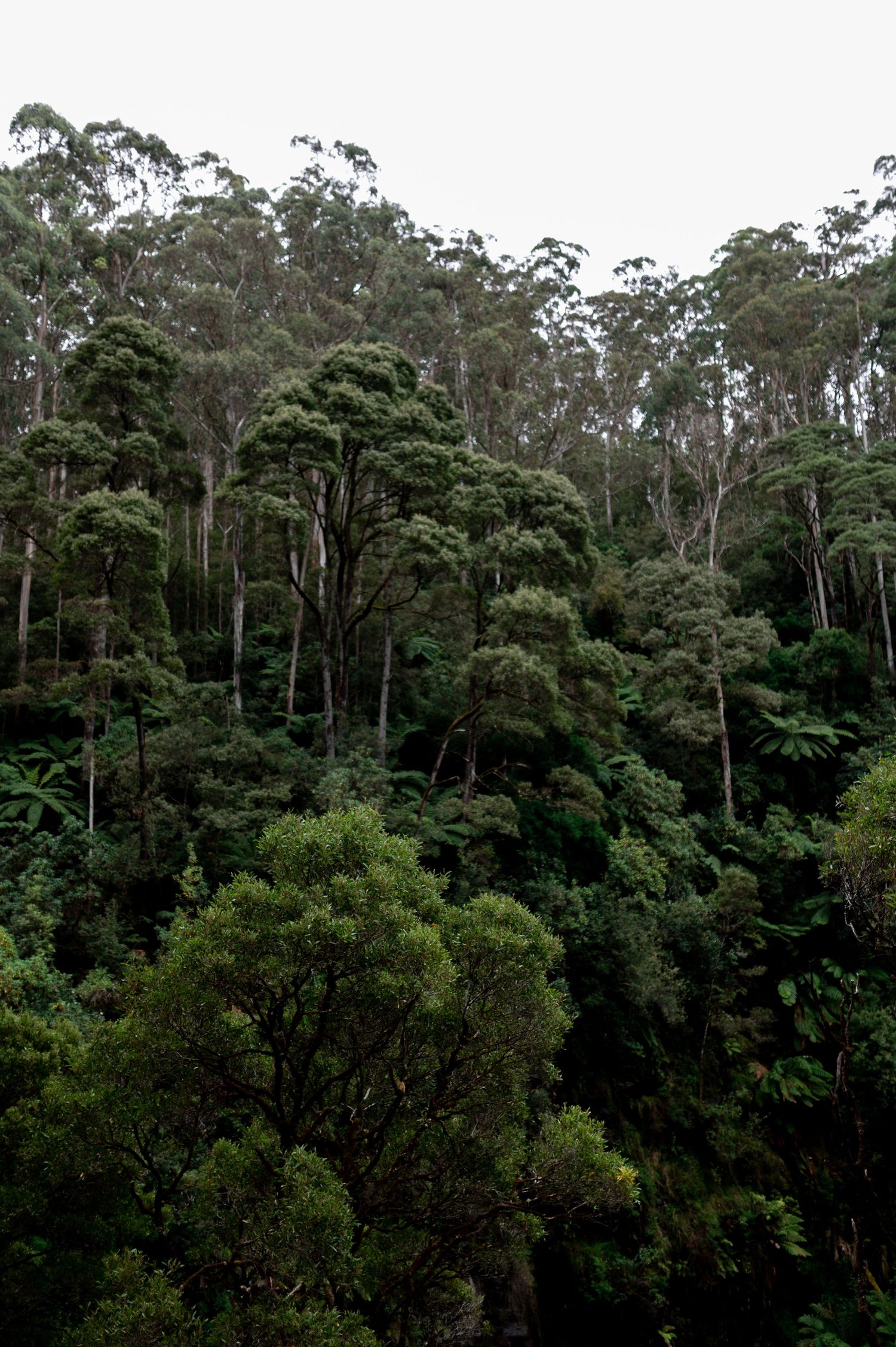 Dense forest canopy with tall eucalyptus trees and lush green vegetation in a natural Australian woodland setting.