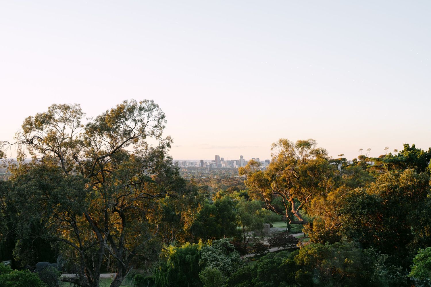 Eucalyptus trees and green parkland in the foreground with a distant city skyline under a soft hazy sunset sky.