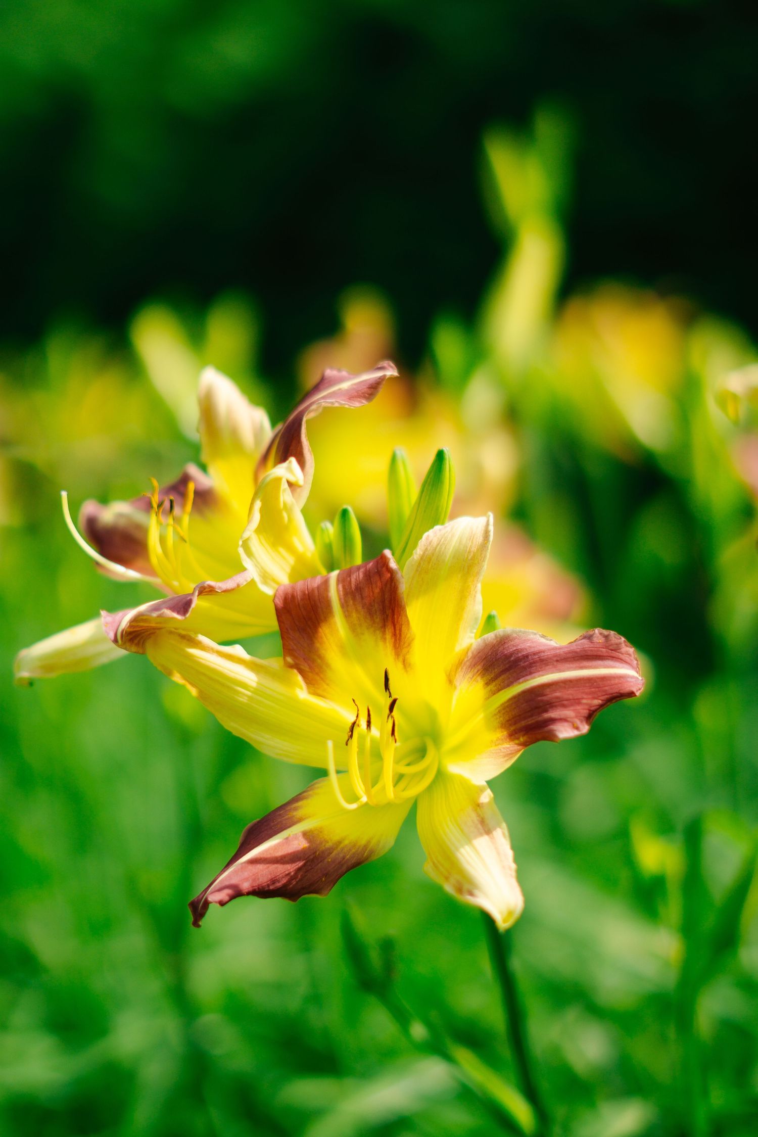 Yellow daylily flowers with burgundy accents stretch across a sunny garden setting.