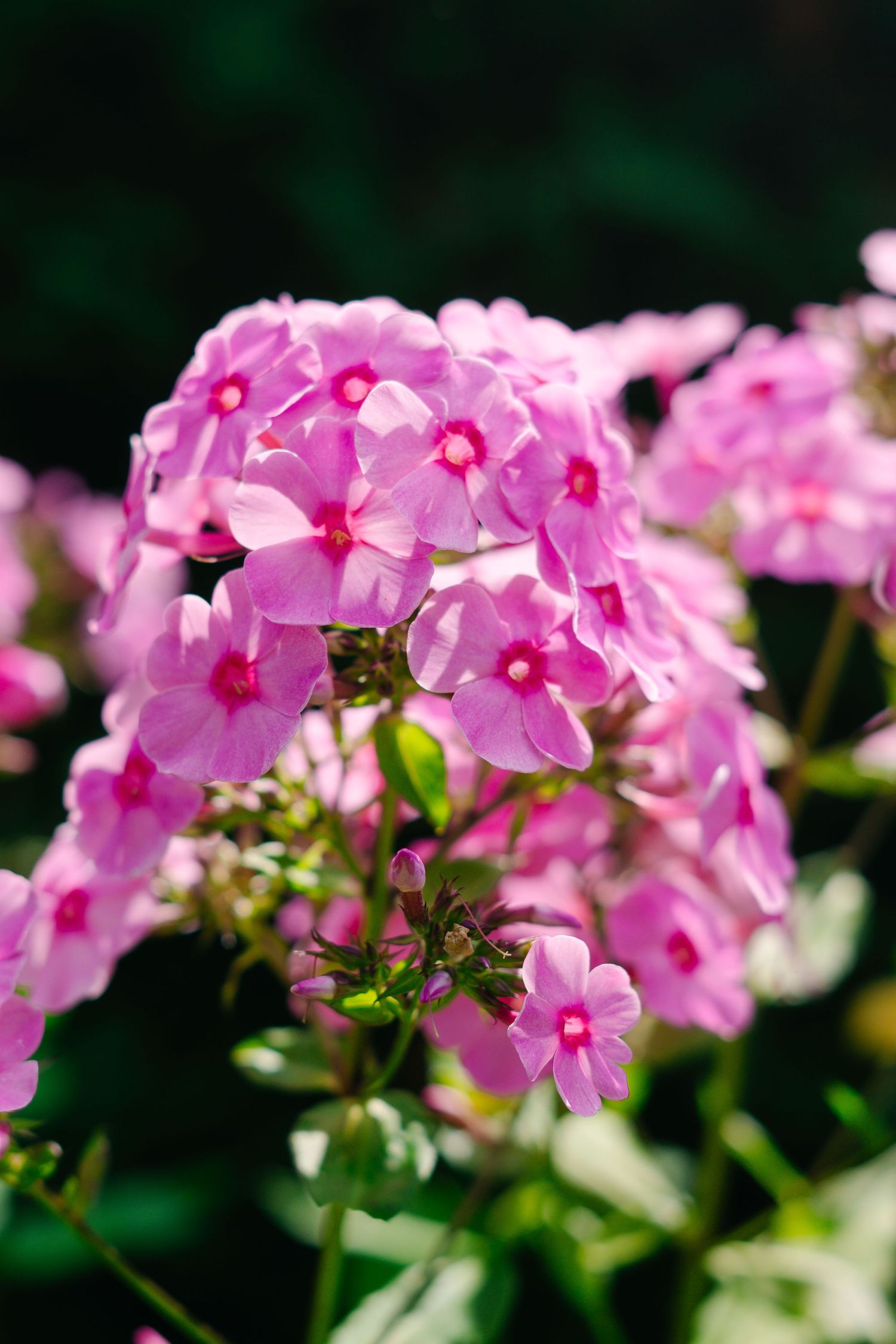Delicate pink phlox flowers bloom in a cluster against a blurred green background.