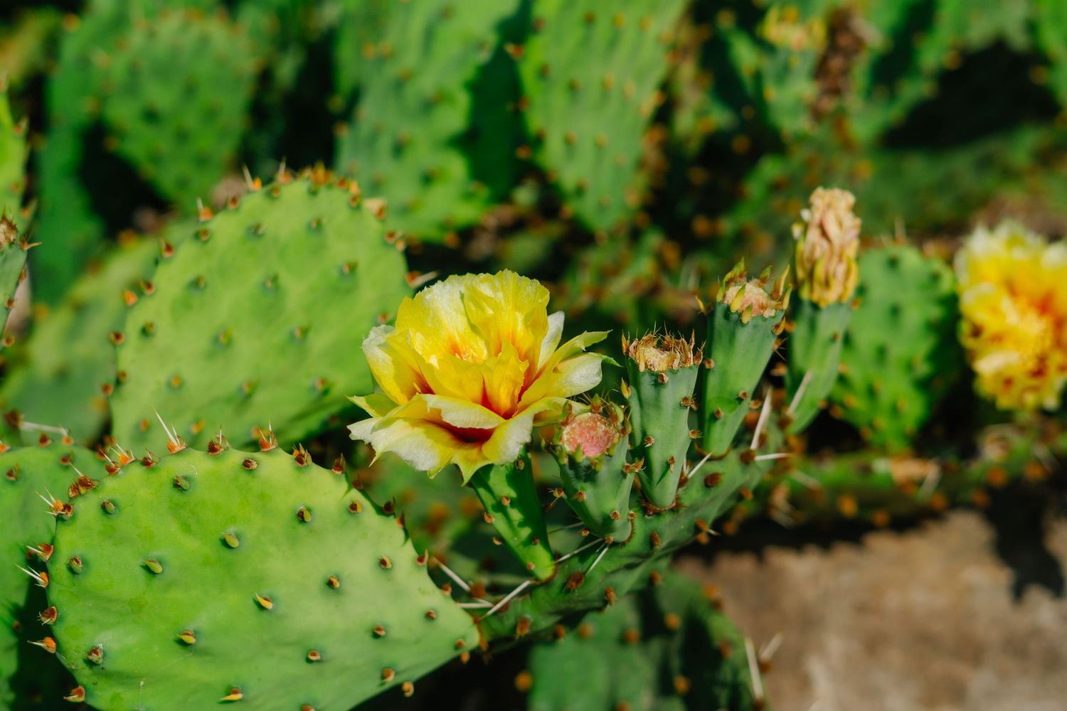 A vibrant yellow prickly pear cactus flower blooms among green paddle-shaped segments in bright sunlight.