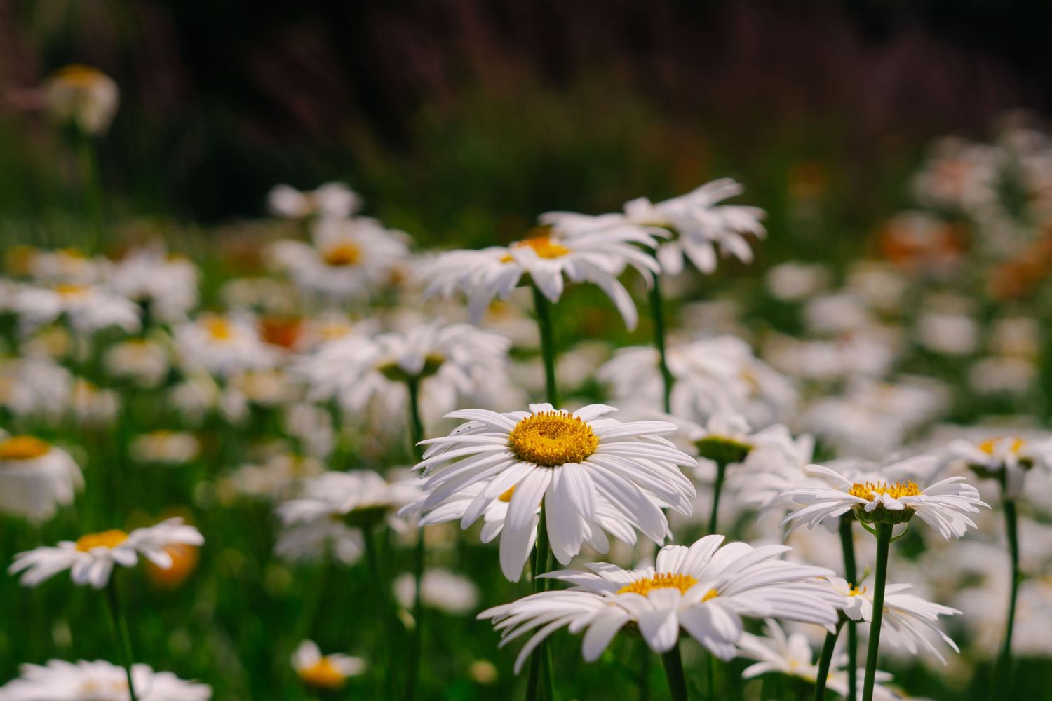 White daisy flowers blooming in a garden with vibrant yellow centers against green foliage.