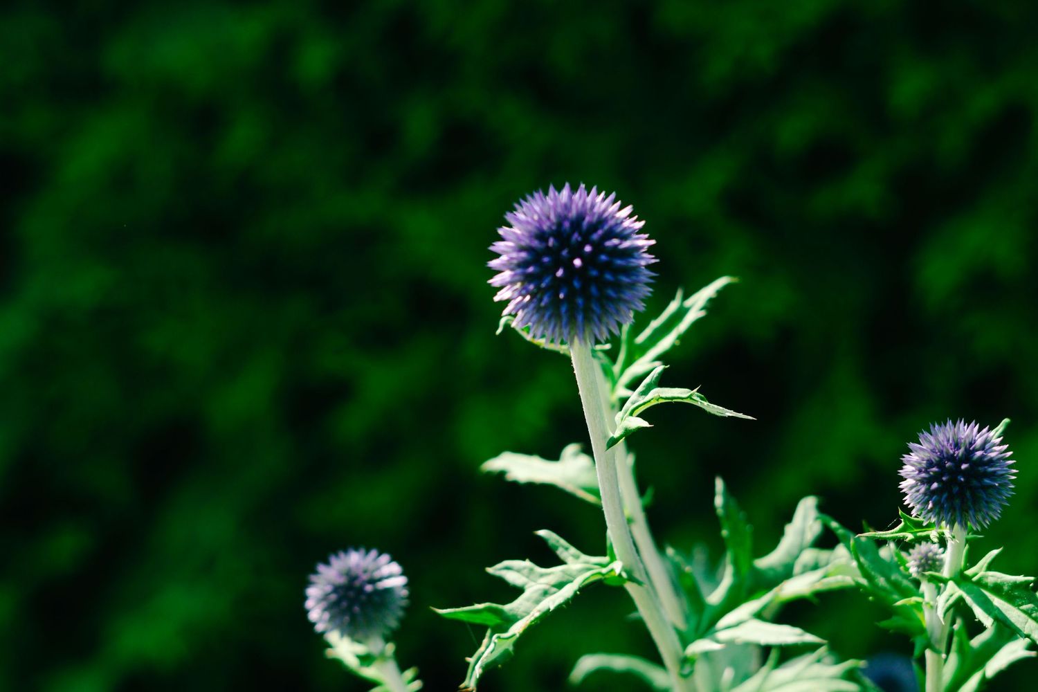 A close-up view of purple thistle flowers with spiky petals against a blurred green background in nature.