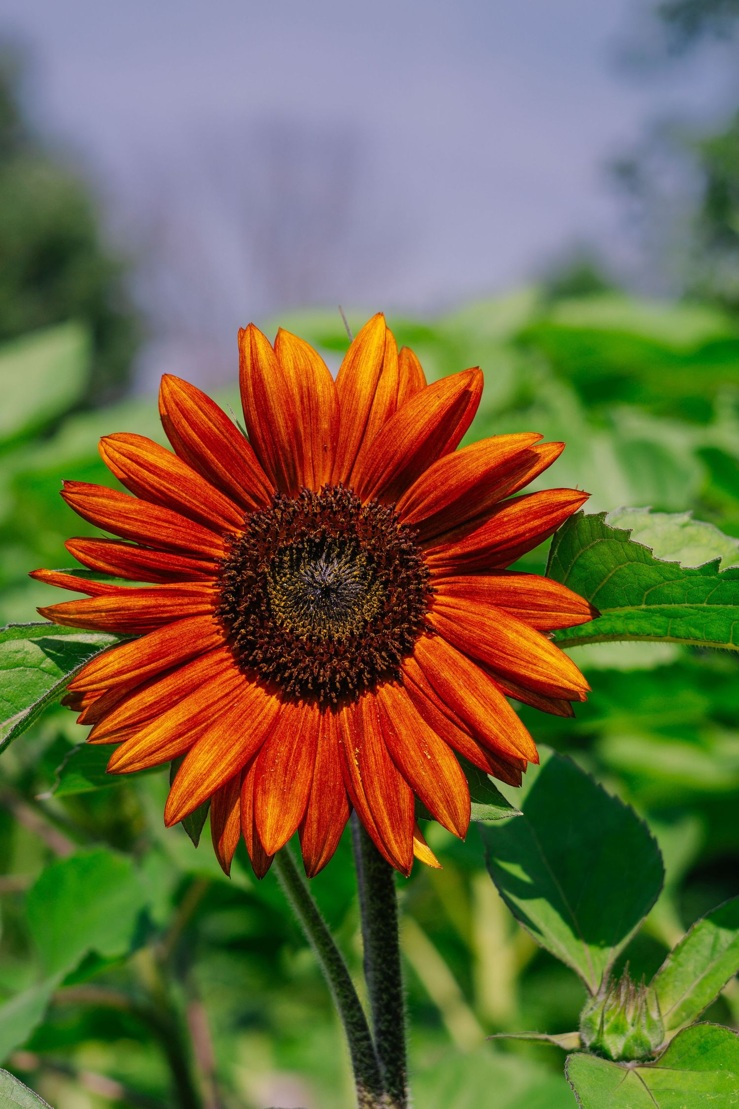 A vibrant orange sunflower with dark center blooms against lush green foliage in a garden setting.