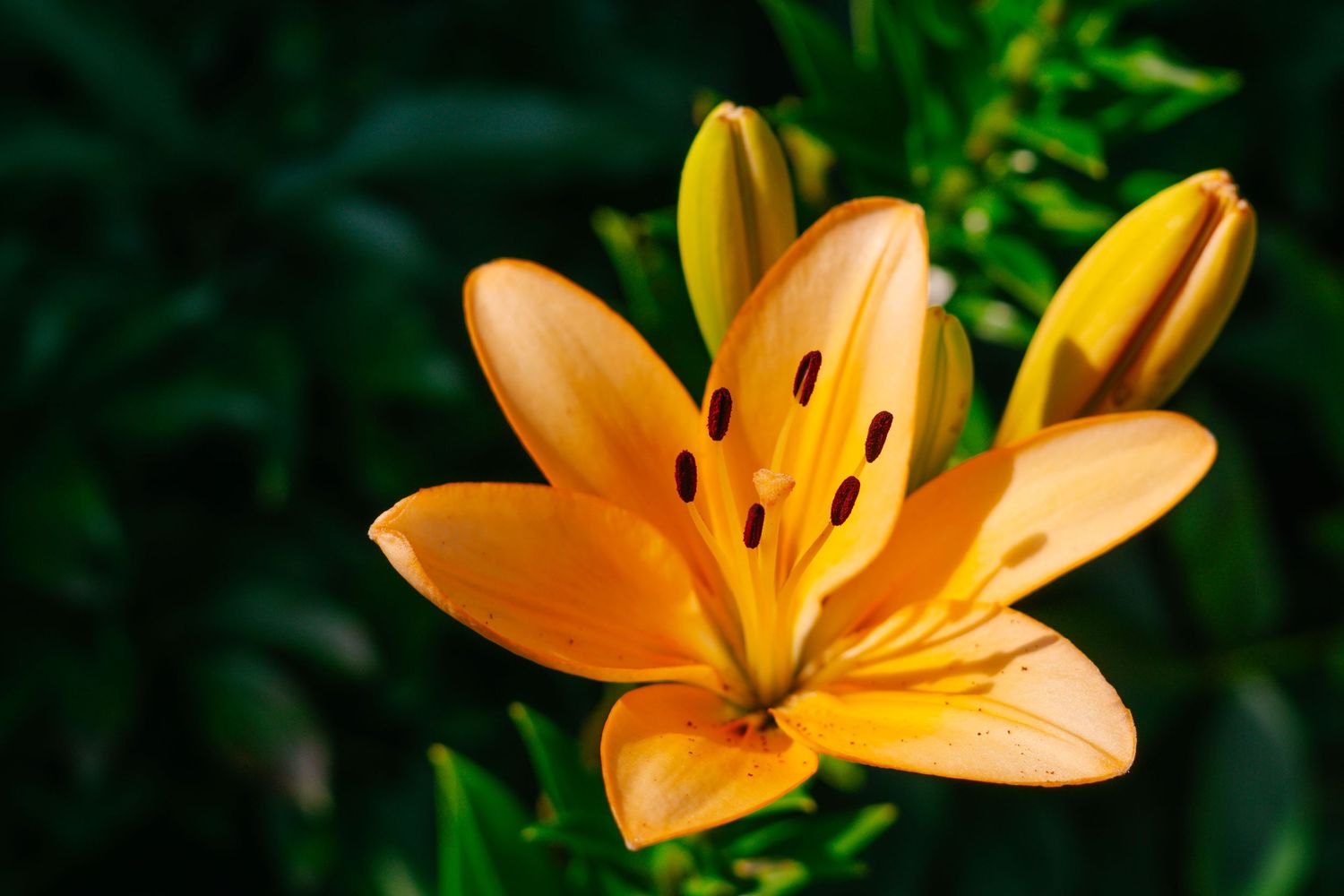 Close-up view of vibrant orange lily flowers blooming against lush green foliage in a garden setting.