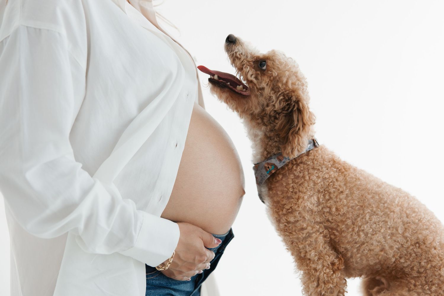 Pregnant woman in white shirt with curly brown poodle dog sniffing her baby bump on white background.