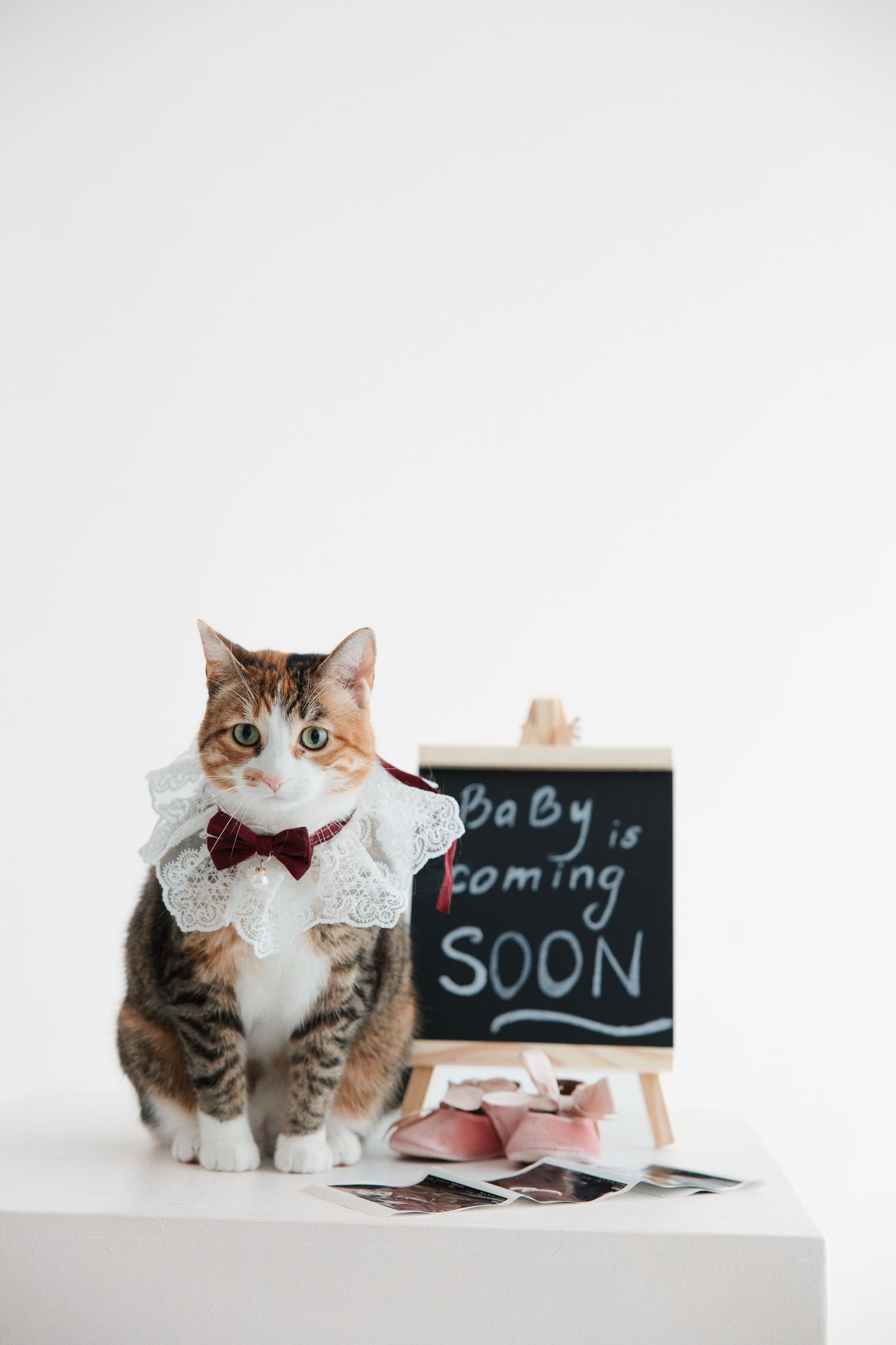 A dressed cat with bow tie sits beside a chalkboard sign reading Baby is Coming Soon on a white surface.