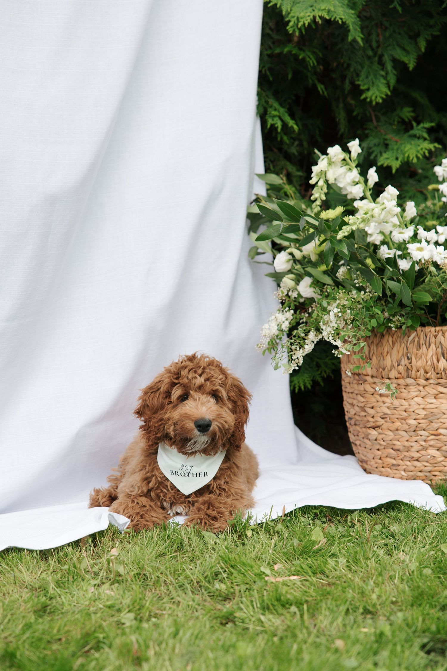 Fluffy golden doodle puppy wearing a white bandana sits on grass beside a wicker basket with white flowers and white backdrop.