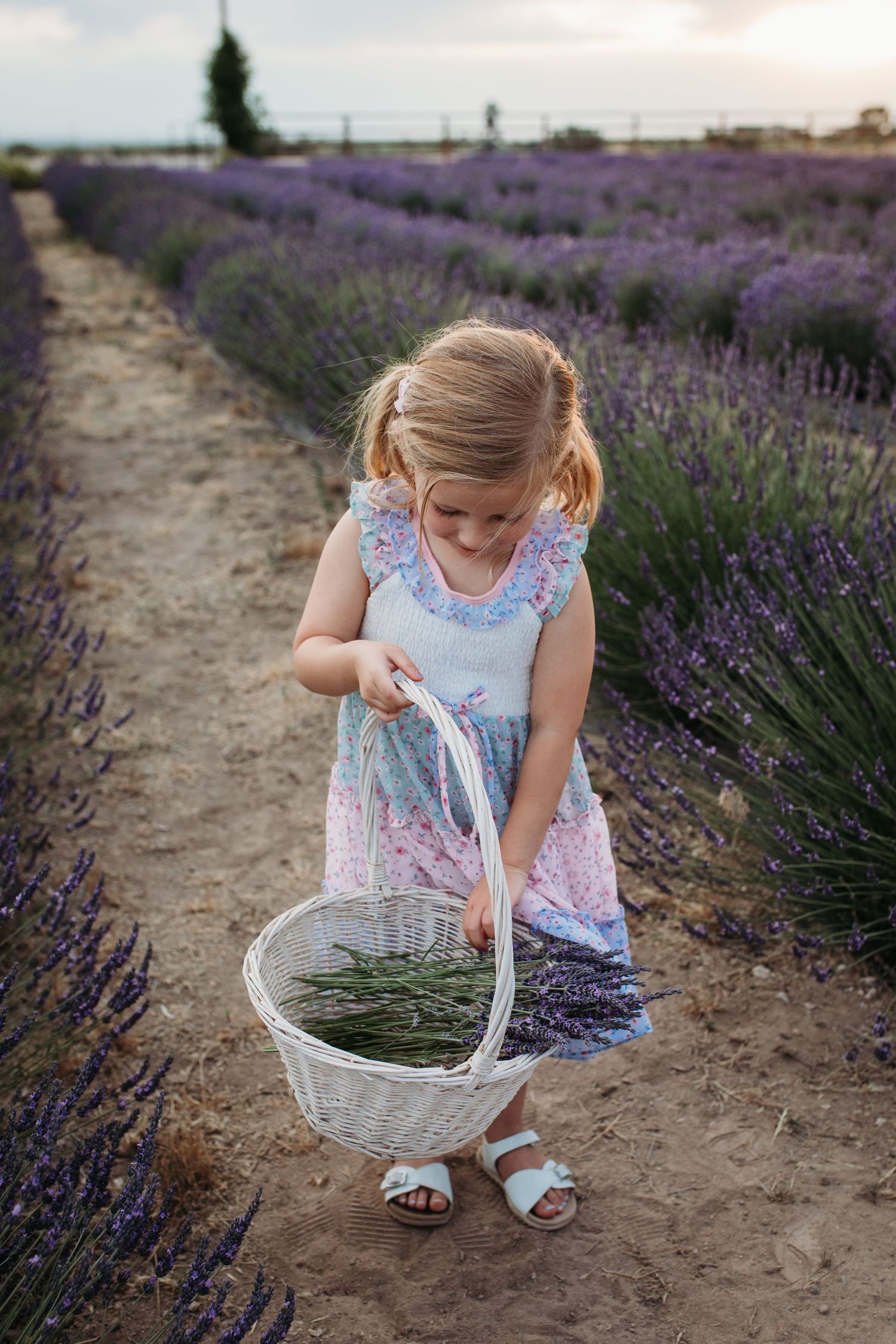 Little girl carrying a basket through blooming lavender during a summer photography session in Idaho.