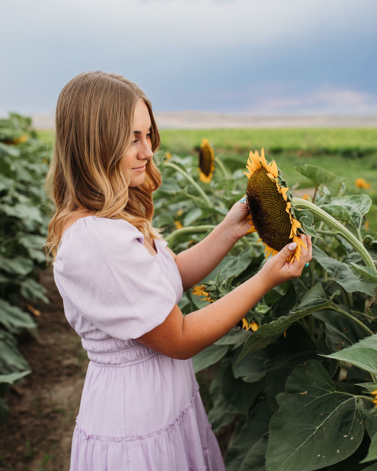 A person in a lavender dress examines a large sunflower in a field on a summer day - Senior photos nampa Idaho