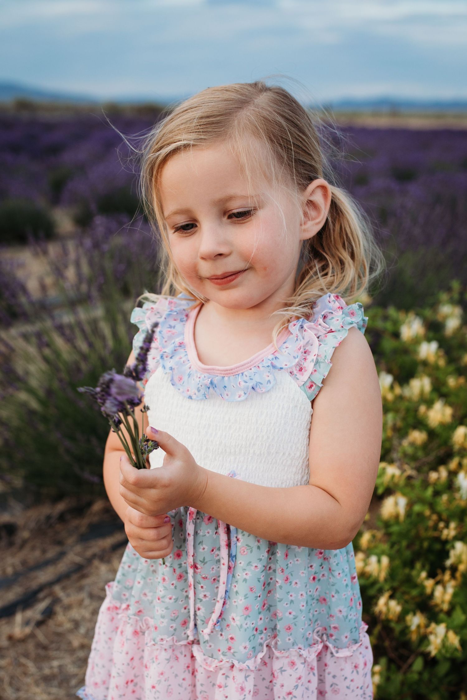 Young girl holding fresh lavender during a summer family photo session in a blooming Idaho lavender field.