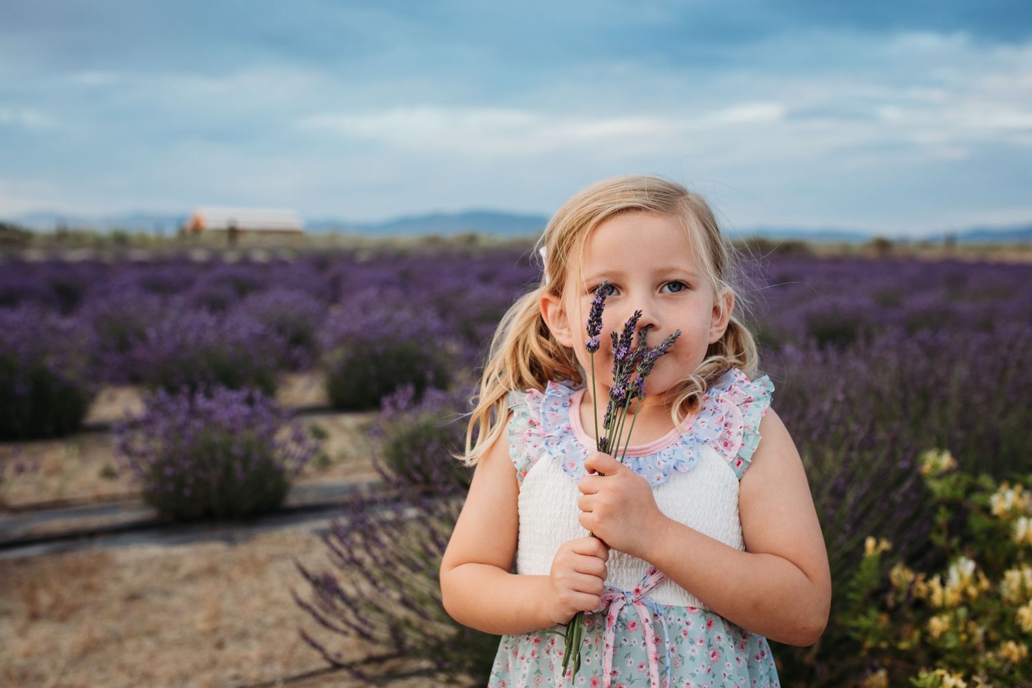 Young girl smelling fresh lavender during a family photography session in an Idaho lavend