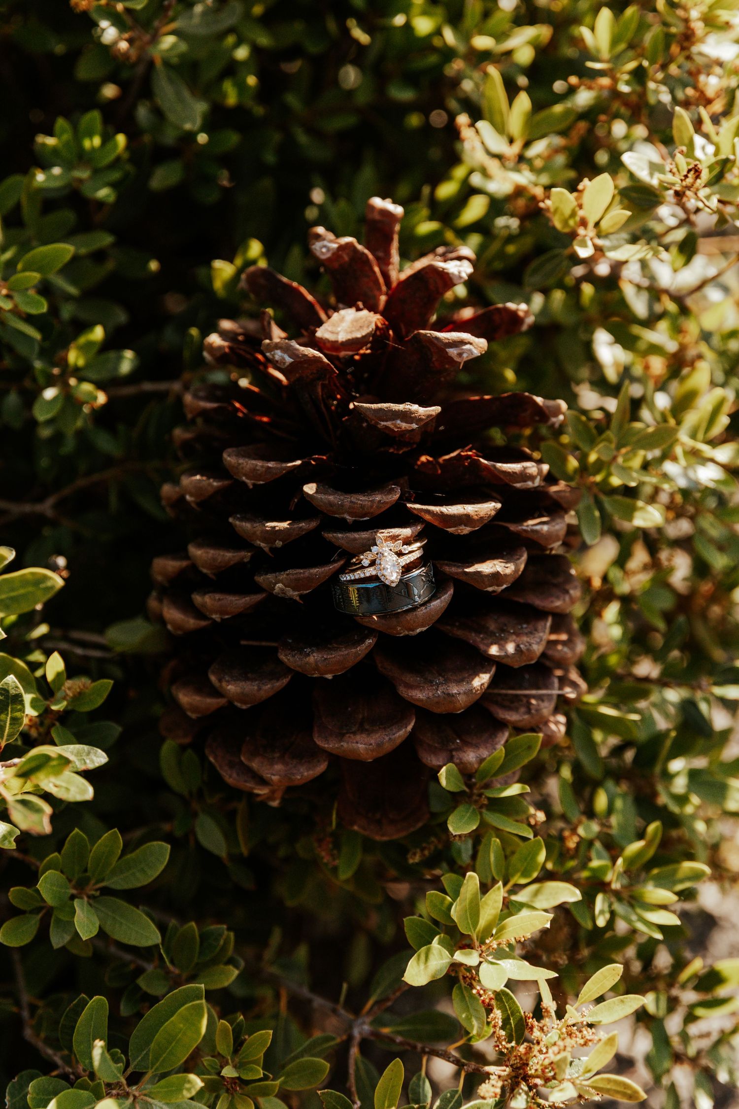 romantic and authentic yosemite national park elopement photographer. detail wedding rings shot on pinecone