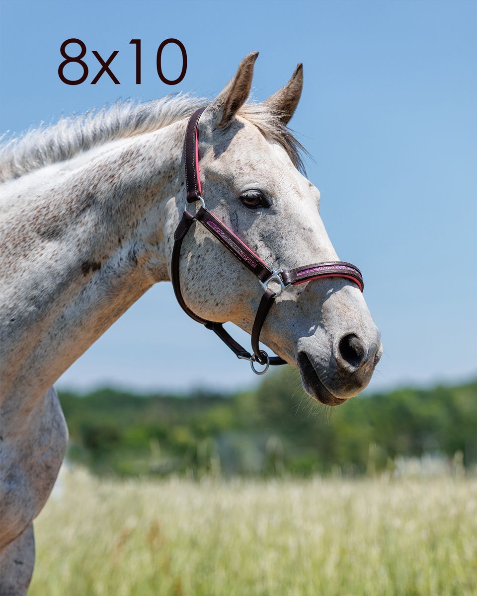 Close-up portrait of a white dappled horse wearing a brown leather bridle against a blue sky and grassy field.