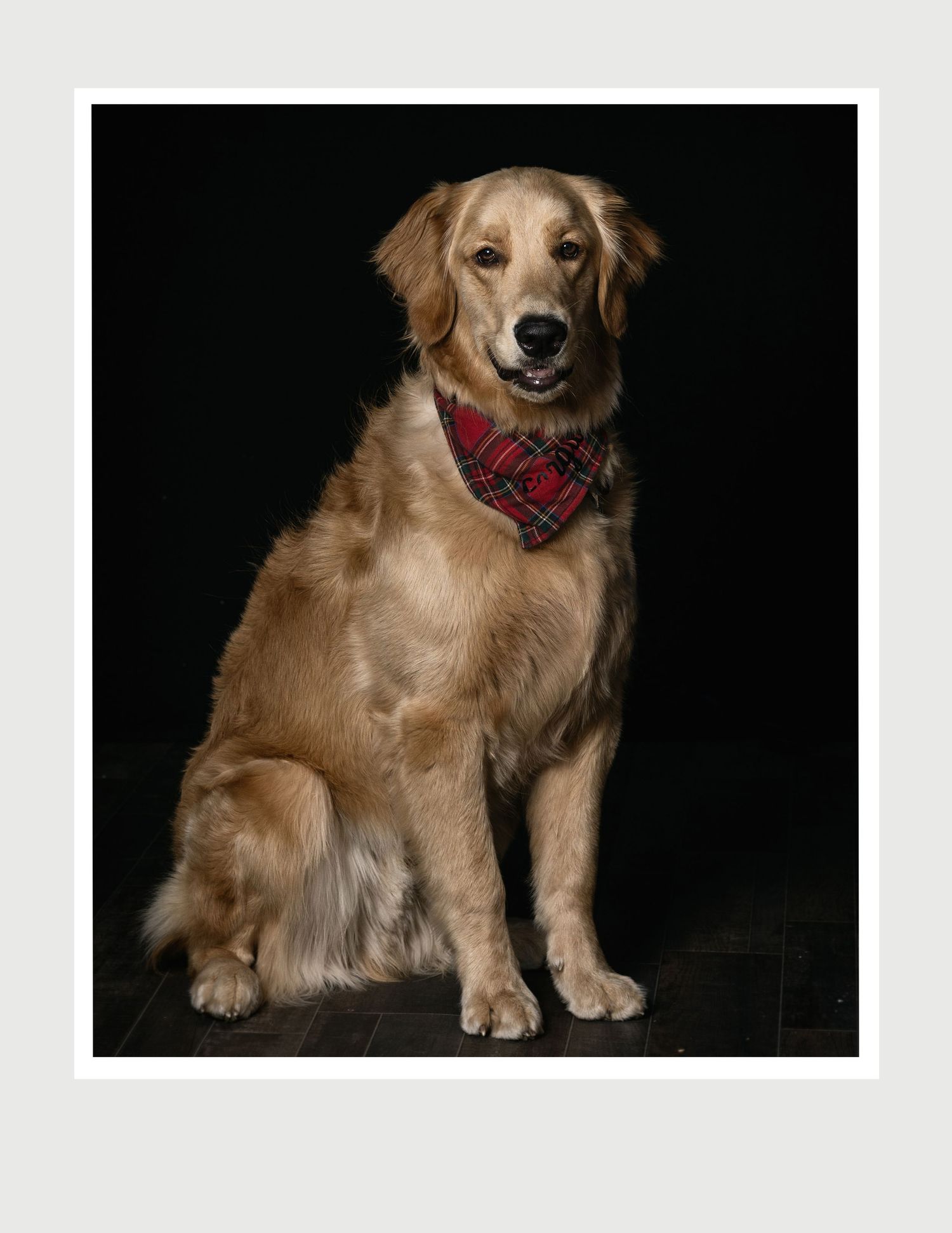 A golden retriever dog wearing a red plaid bandana sits against a black background in a formal portrait.