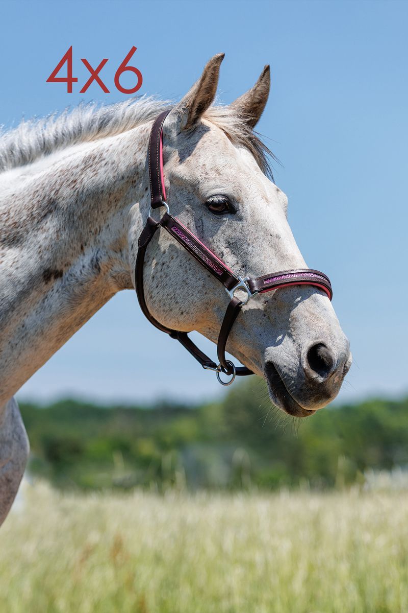 Profile view of a gray horse with brown leather bridle standing in a sunny meadow.