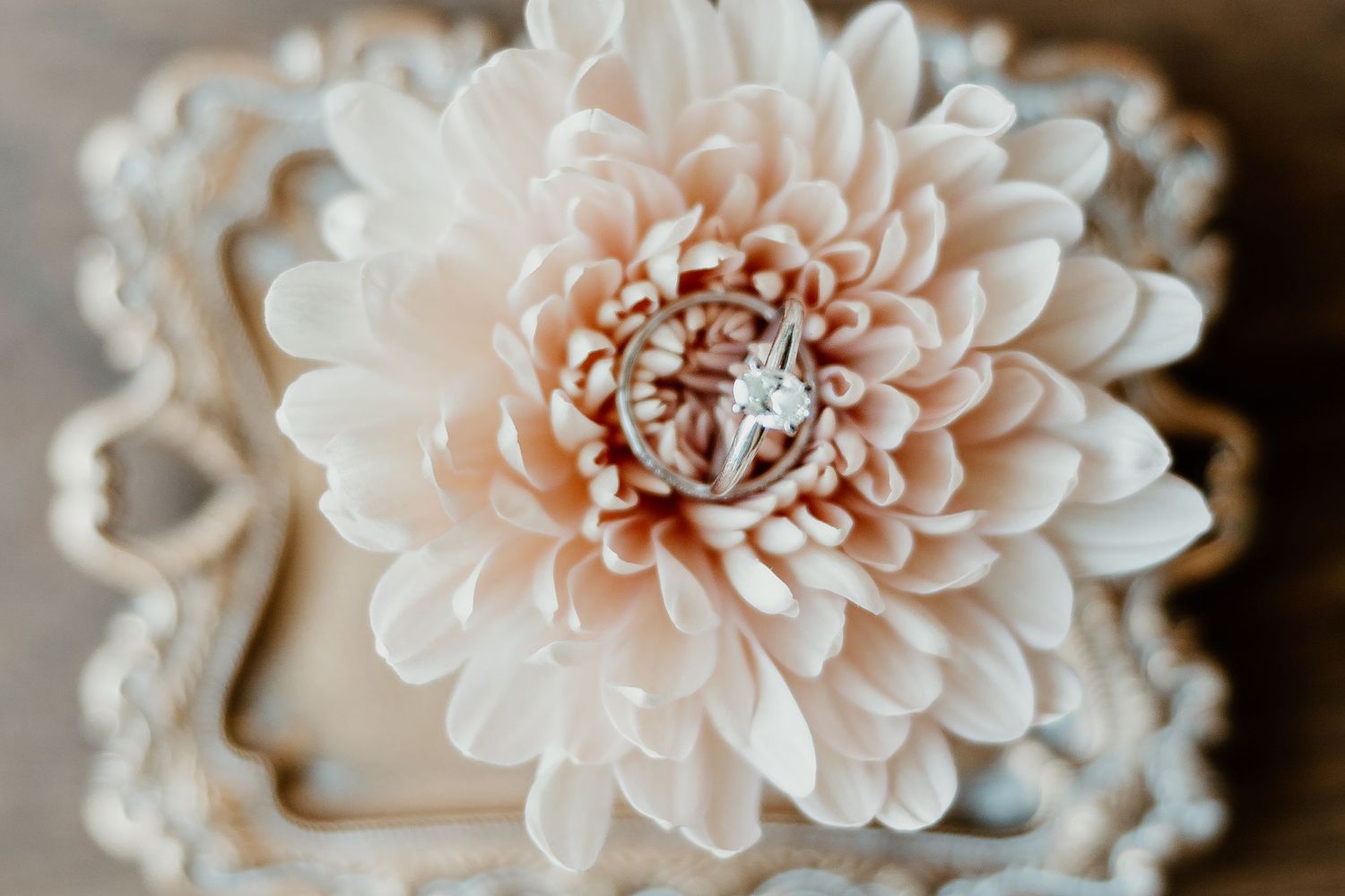 Close-up of blush pink dahlia flower with diamond ring.