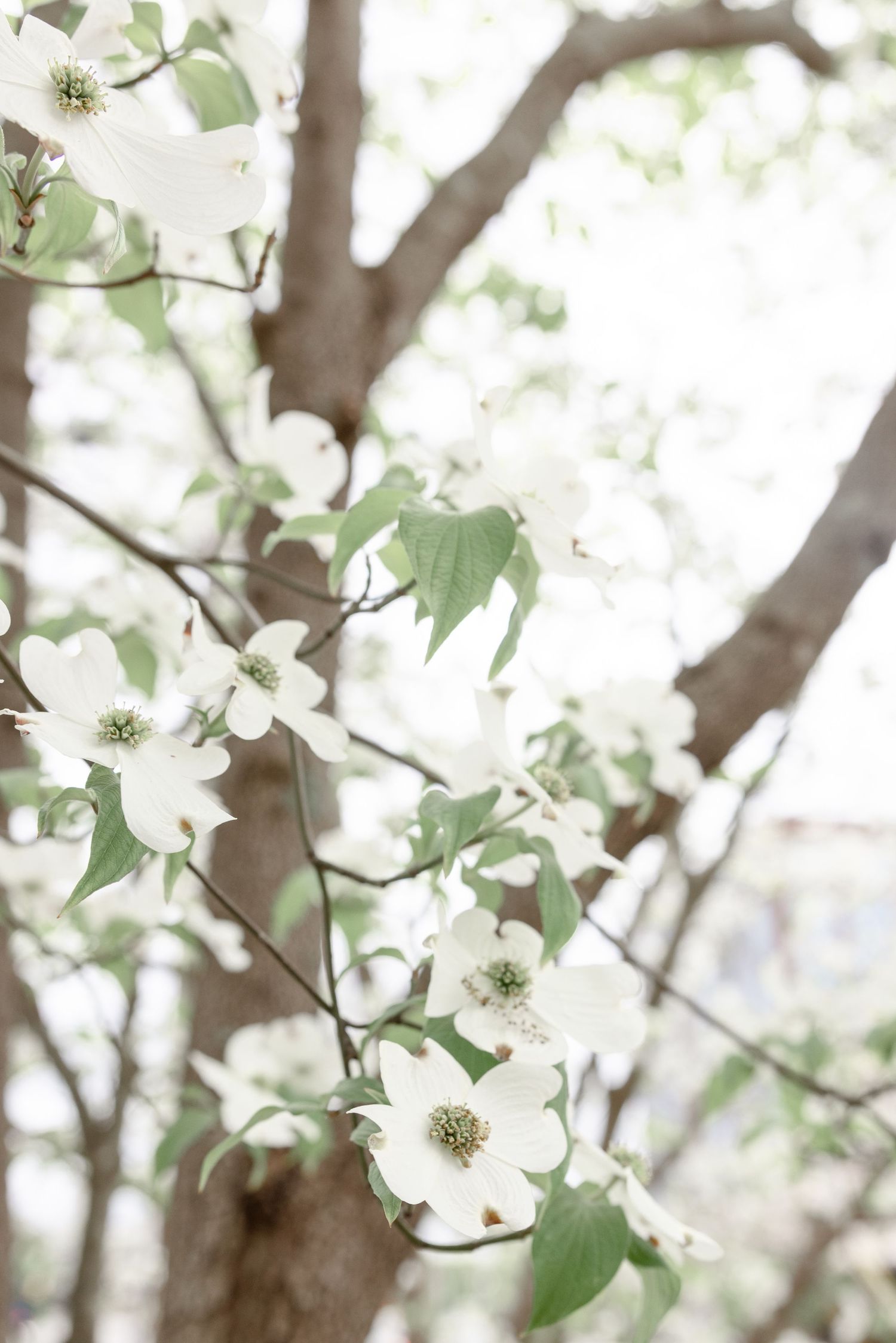 Downtown Huntsville engagement session at First National Bank and Big Spring Park by Julia and Sean Photography, capturing joyful moments.
