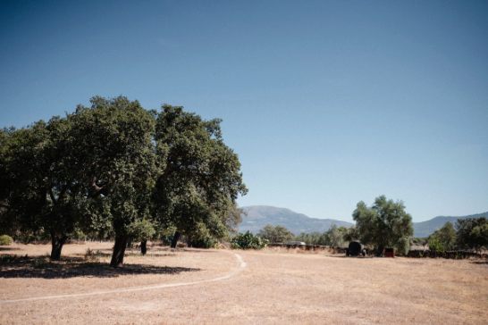 A panoramic view of rolling hills with scattered oak trees in a dry California landscape under blue skies.