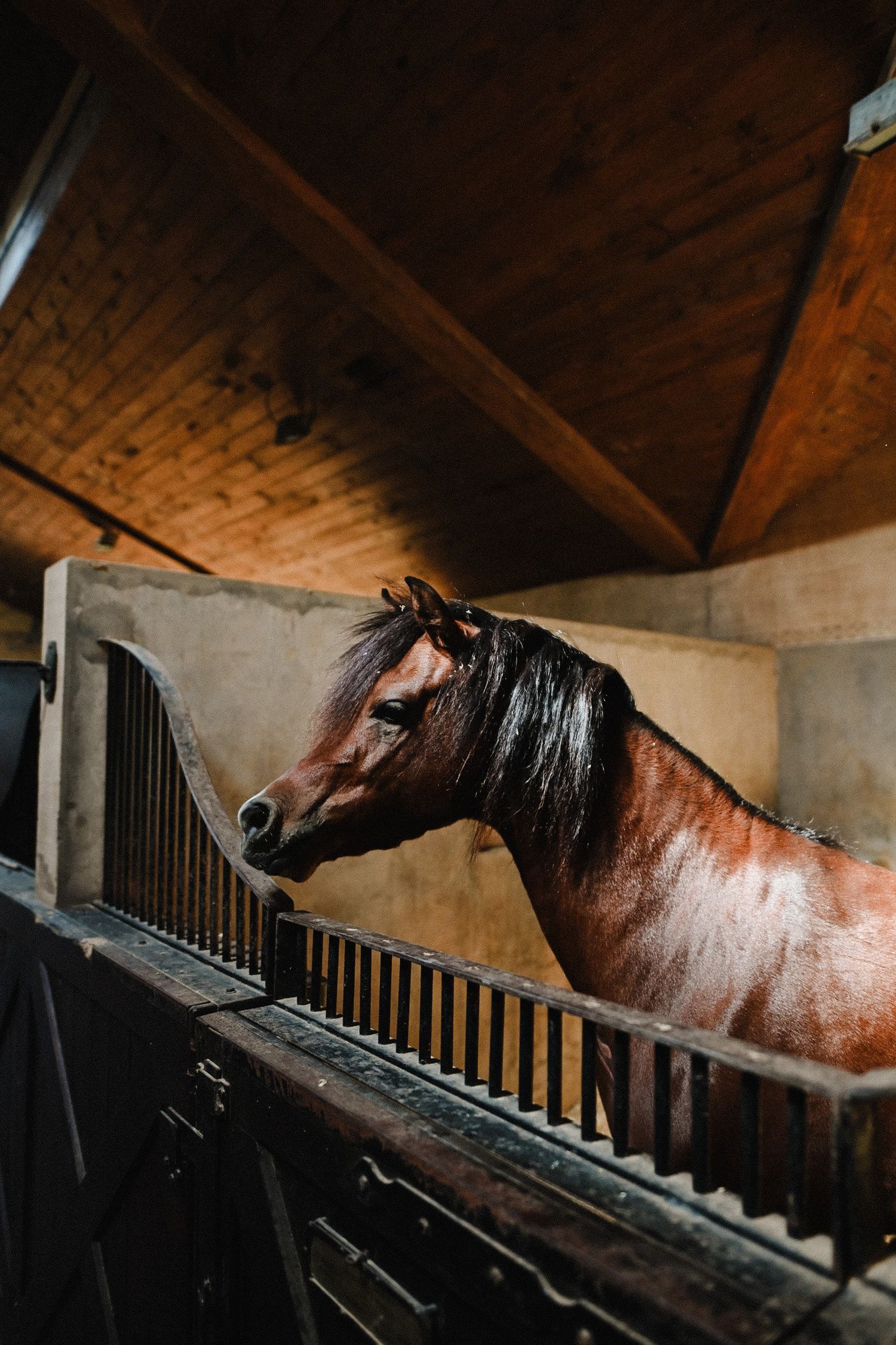 A row of brown horses in stables with wooden beams overhead and metal gates visible in the foreground.