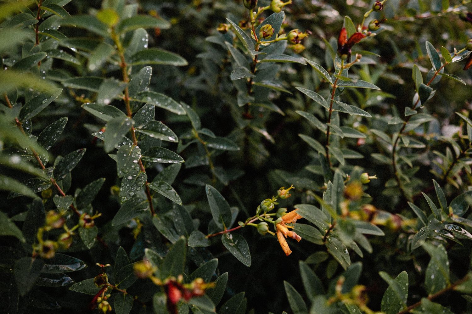A close-up view of red holly berries growing among dark green leaves in a garden setting.