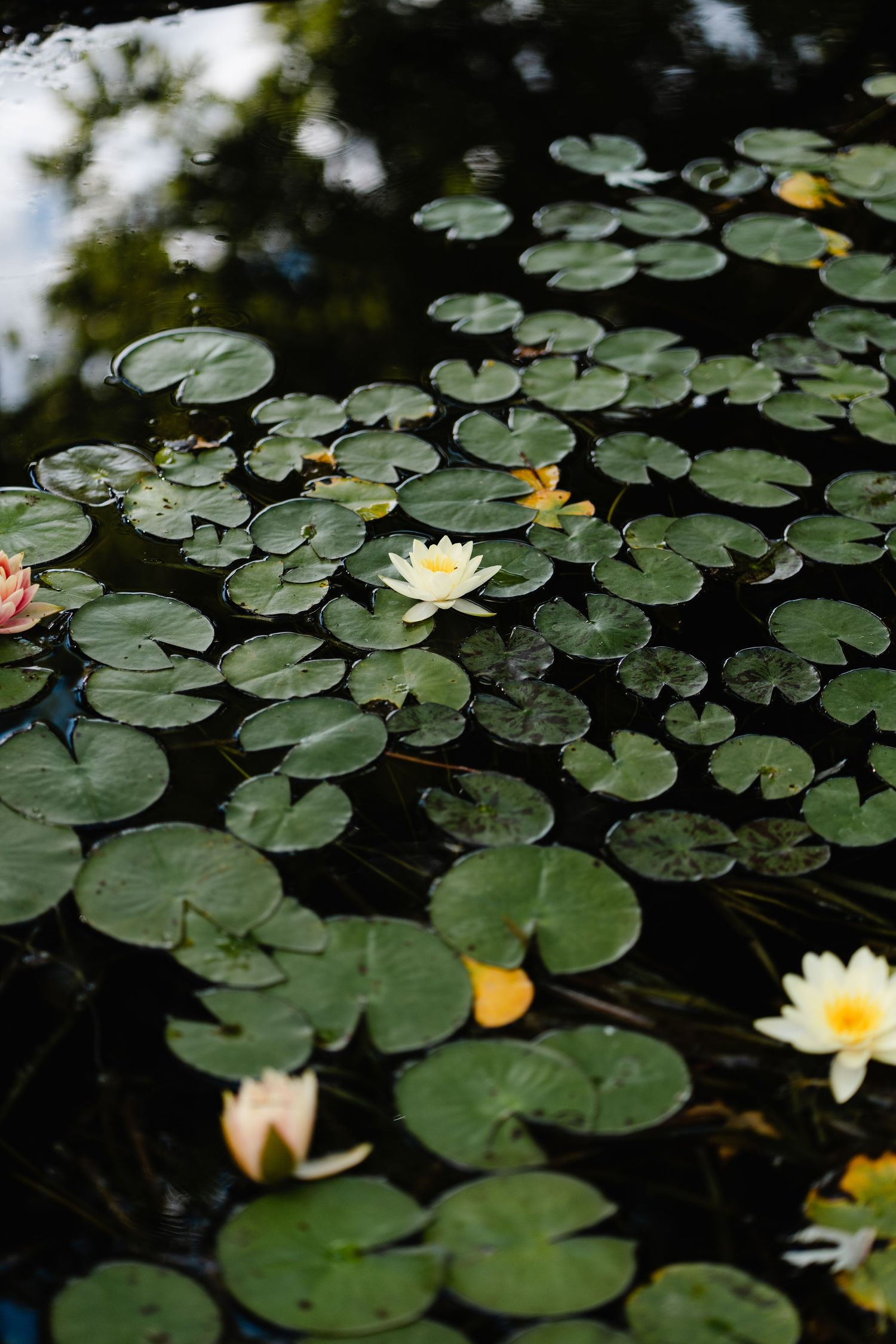 Water lilies with green lily pads float peacefully on dark pond water in a tranquil garden setting.