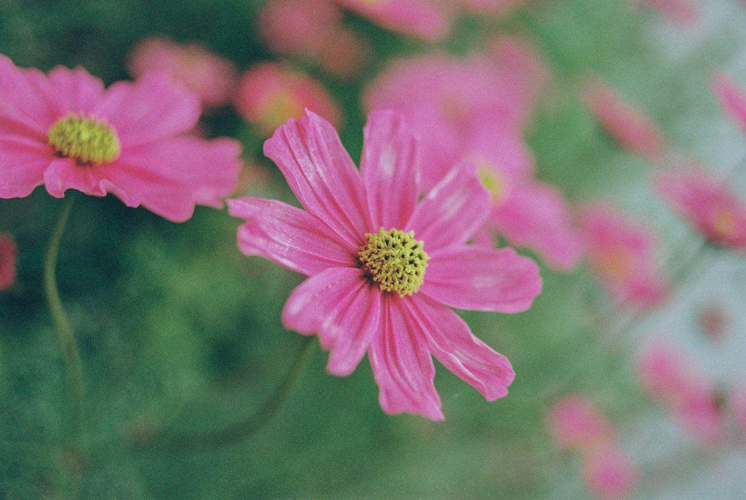 Pink cosmos flowers bloom vibrantly against green foliage in a summer garden.