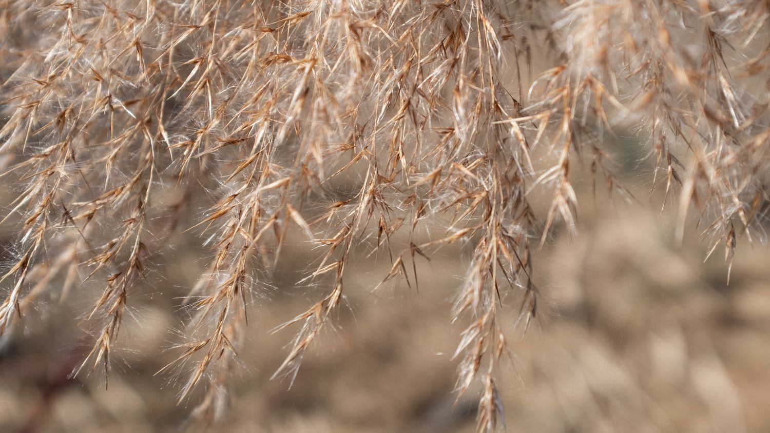 Delicate brown winter branches with dried leaves create a natural pattern against a blurred background.