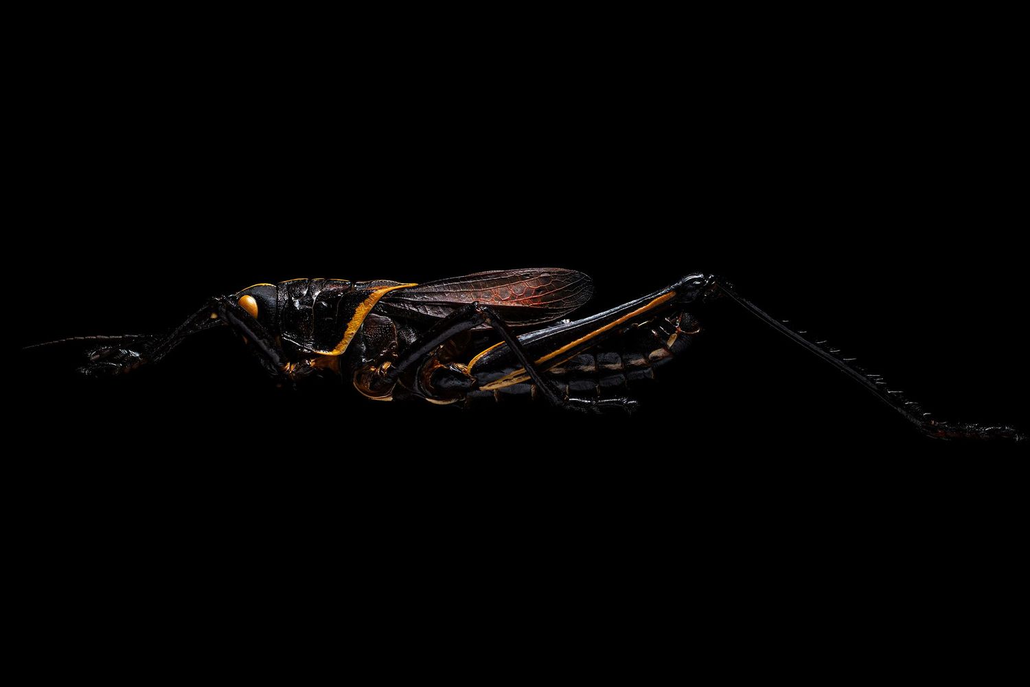 Close-up of a grasshopper insect isolated on a black background, showcasing detailed body structure and wings.