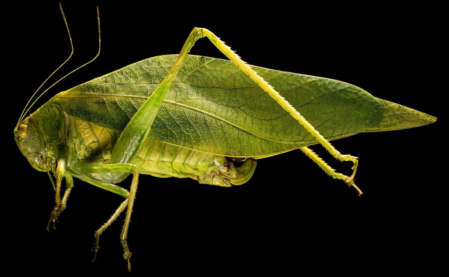 Green katydid insect with leaf-like wings camouflaged against a black background.